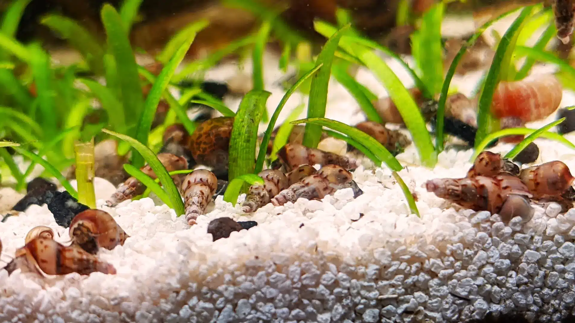 Malaysian trumpet snails scattered across white substrate with green aquatic plants in a planted tank