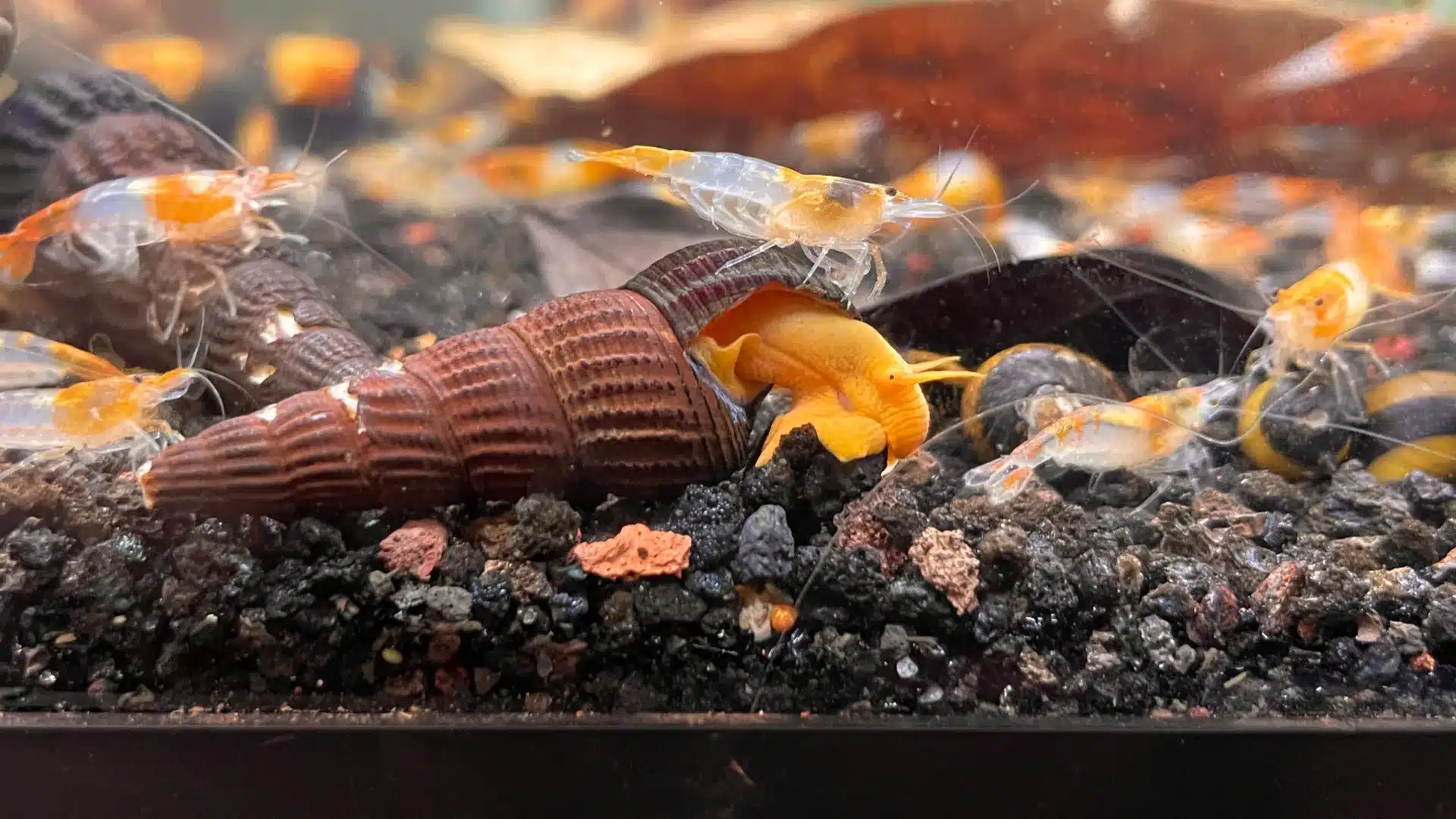 Rabbit snail with long spiral shell surrounded by small shrimp on dark aquarium substrate