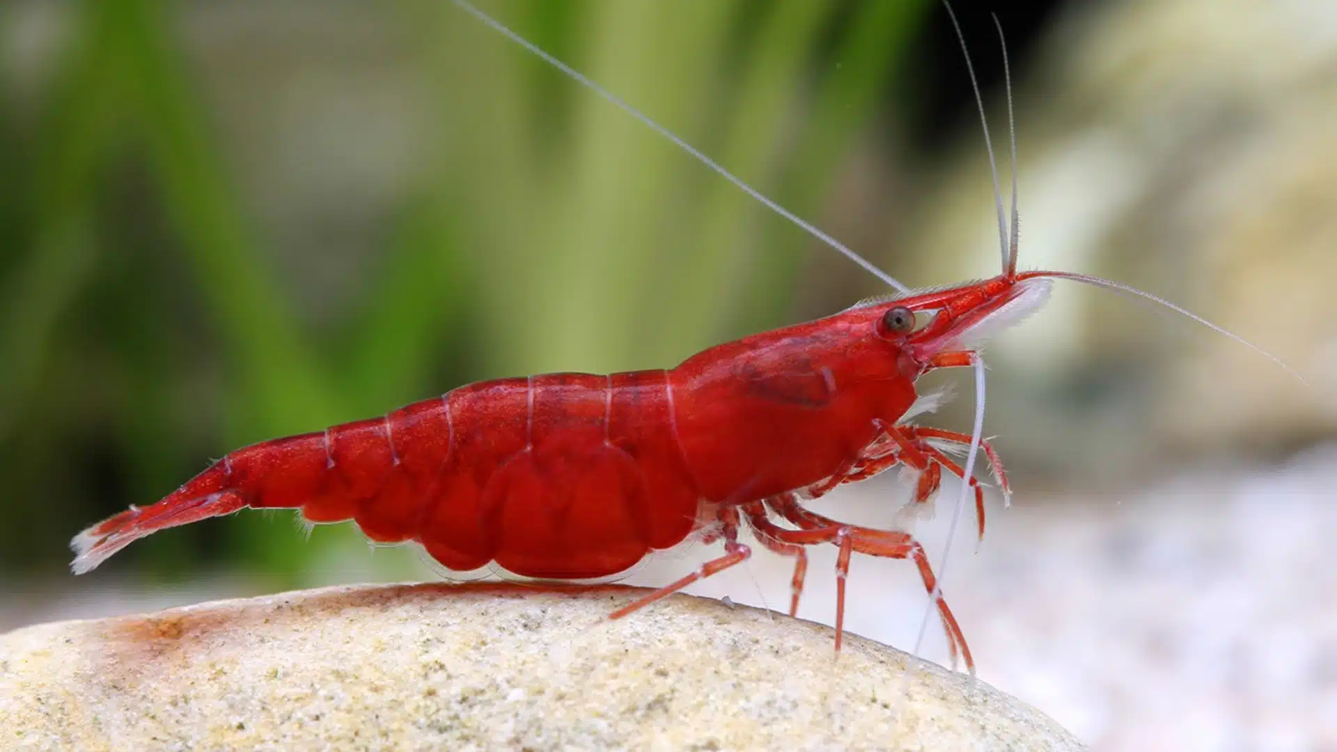 Bright red cherry shrimp perched on a light-colored rock inside a clean freshwater aquarium setup