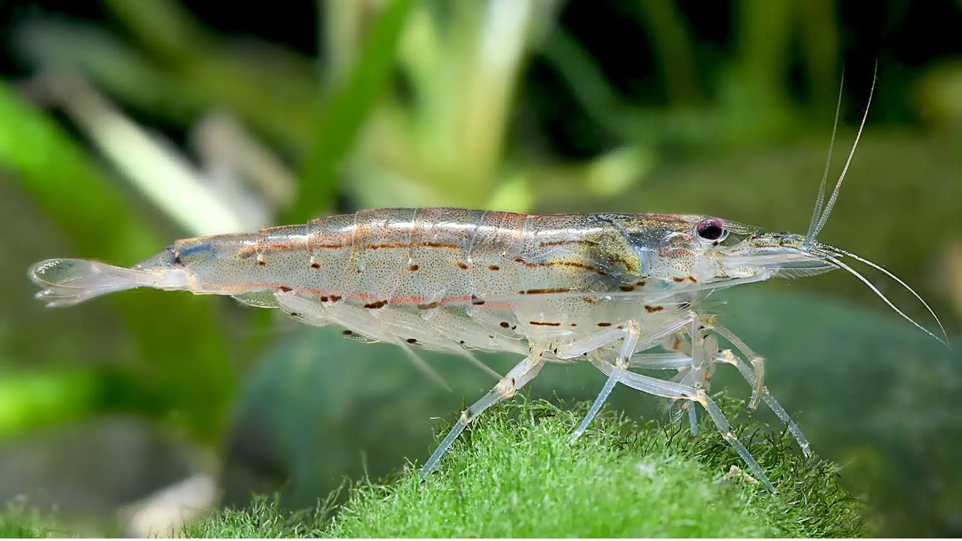 Transparent Amano shrimp resting on green moss in a planted aquarium with soft blurred aquatic background