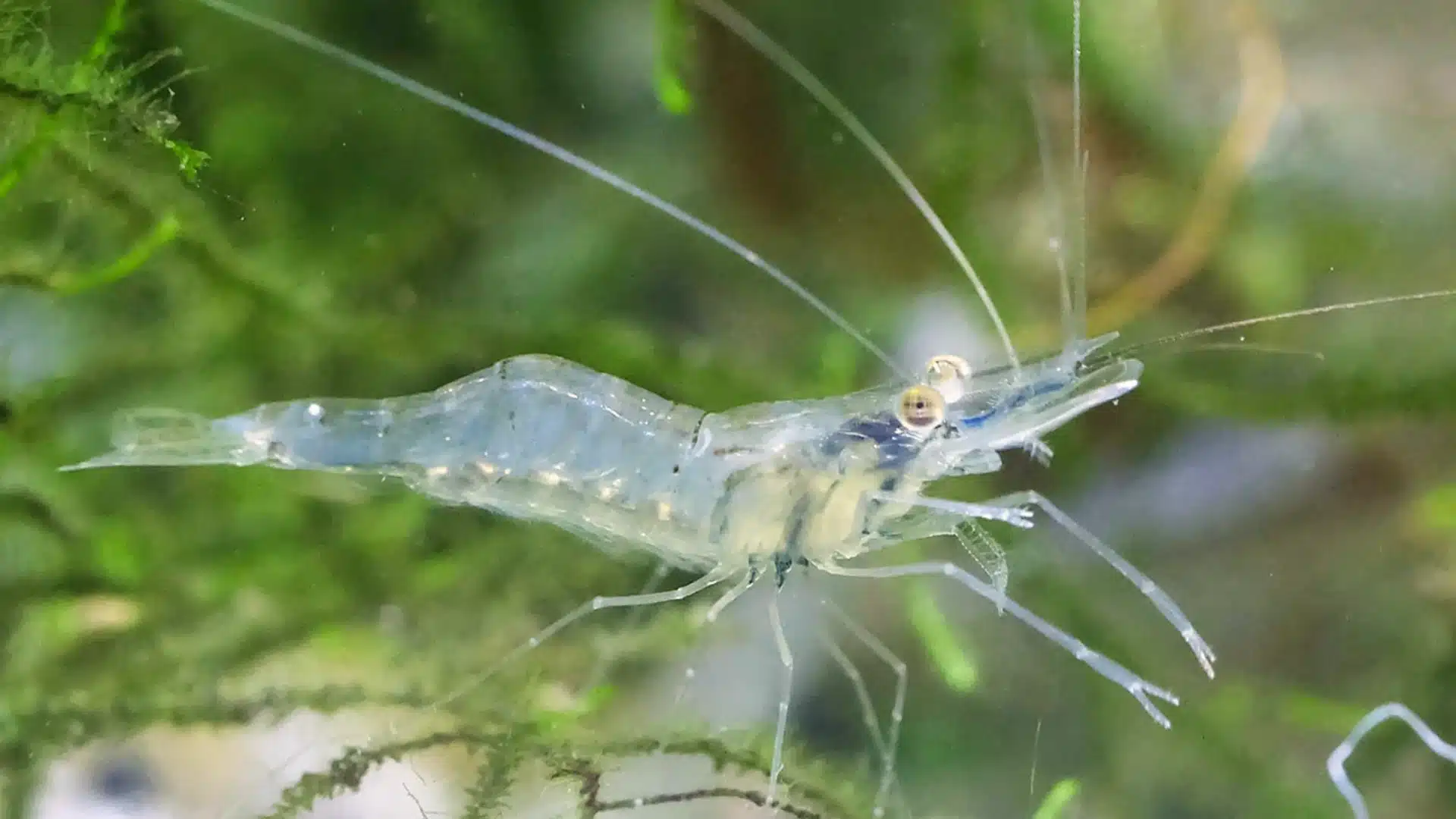 Transparent ghost shrimp swimming near green plants in a freshwater aquarium with soft lighting
