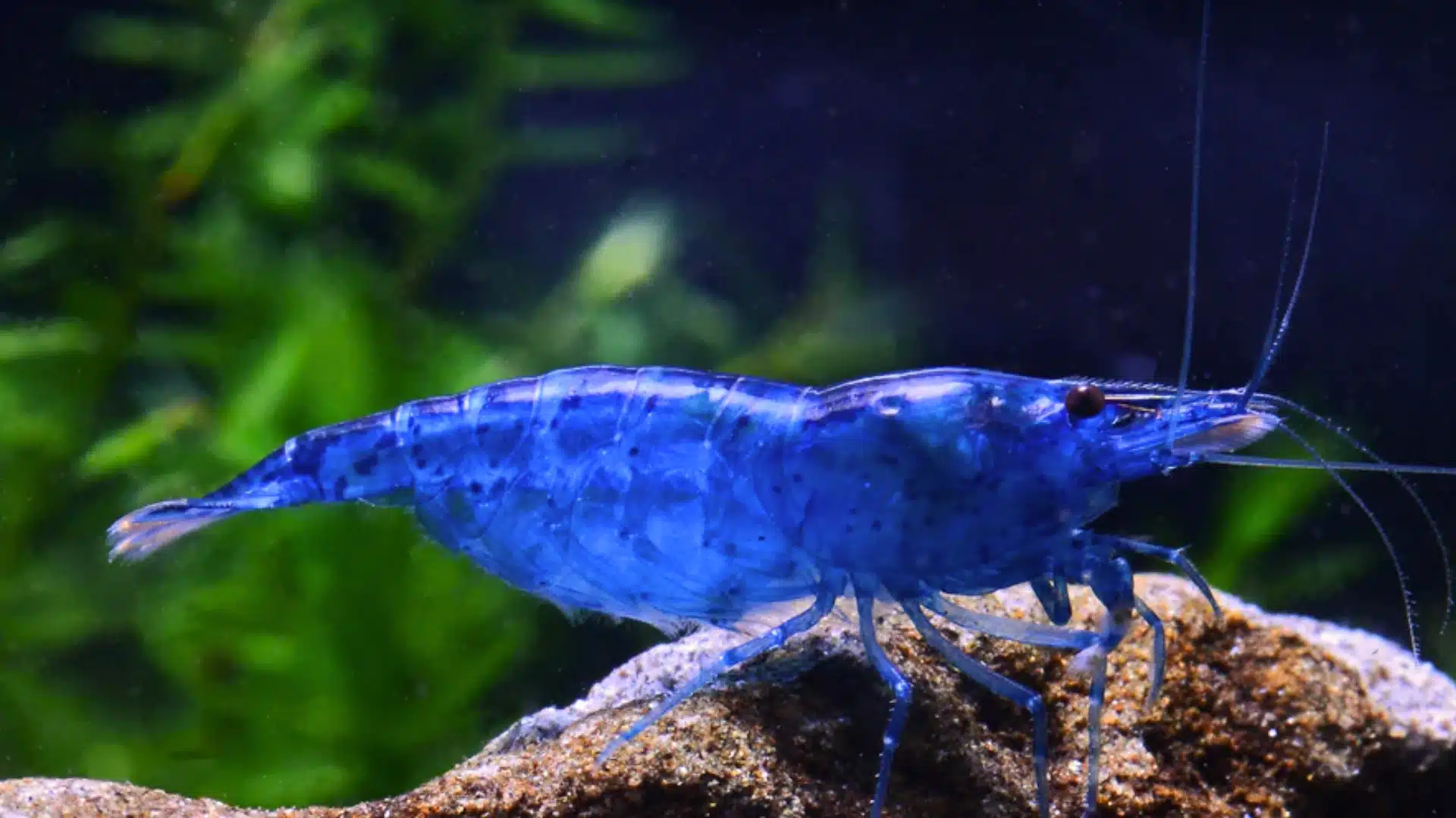 Blue velvet shrimp standing on a rock with green aquatic plants in a clear freshwater aquarium