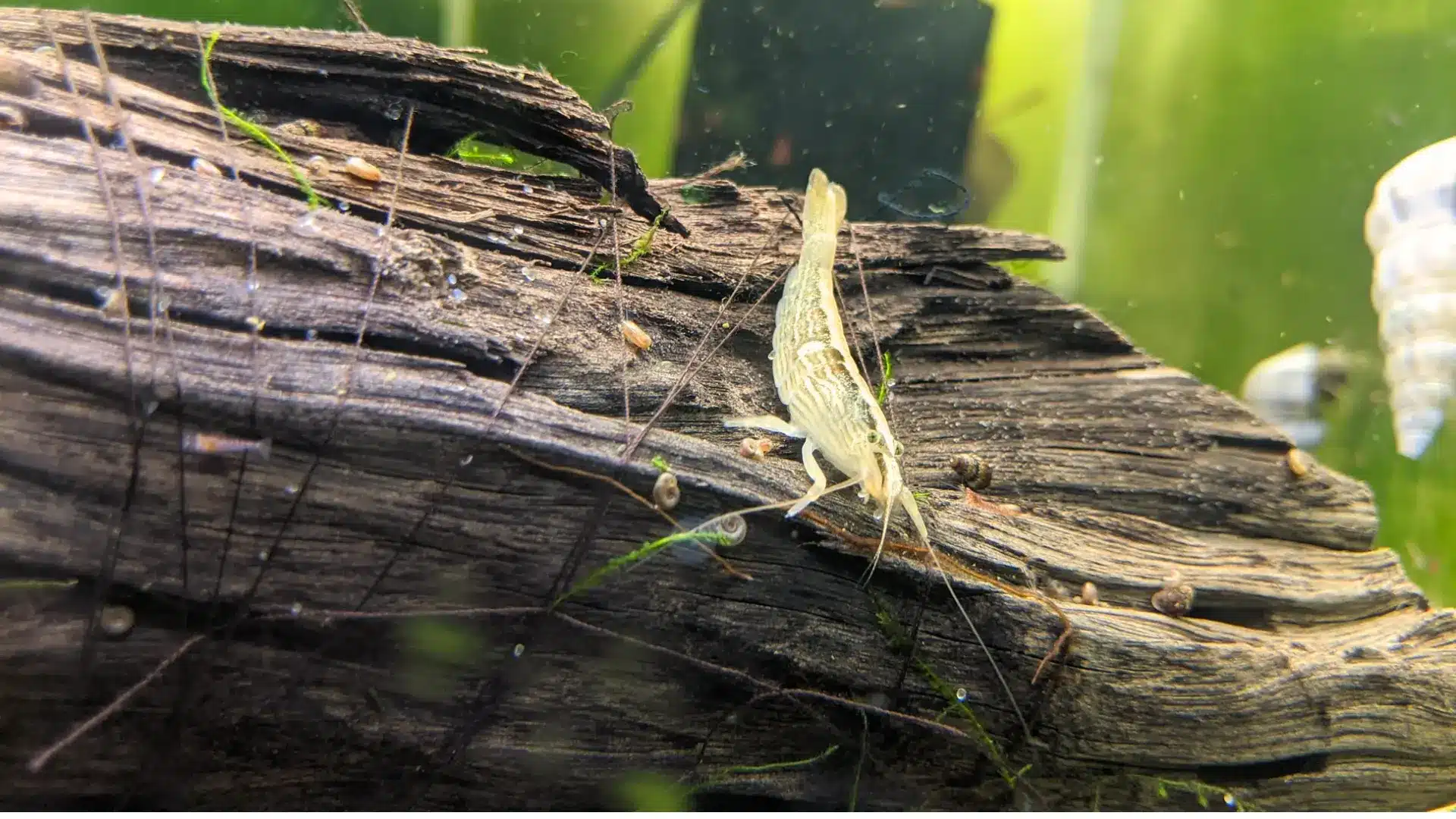Bamboo shrimp perched on driftwood with small snails and algae inside a planted freshwater aquarium