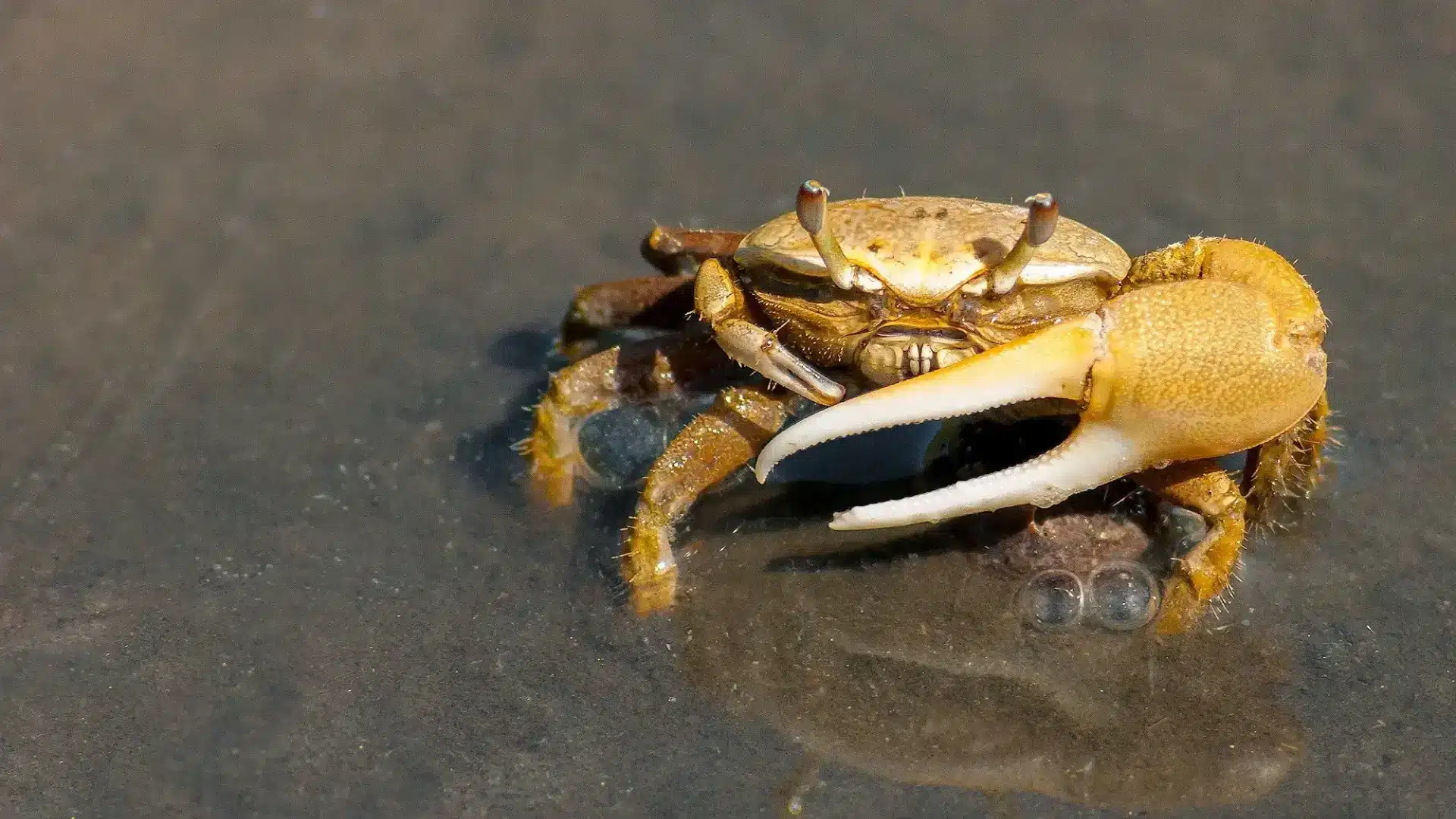 Fiddler crab with one large claw standing on wet sand surface in a shallow coastal environment