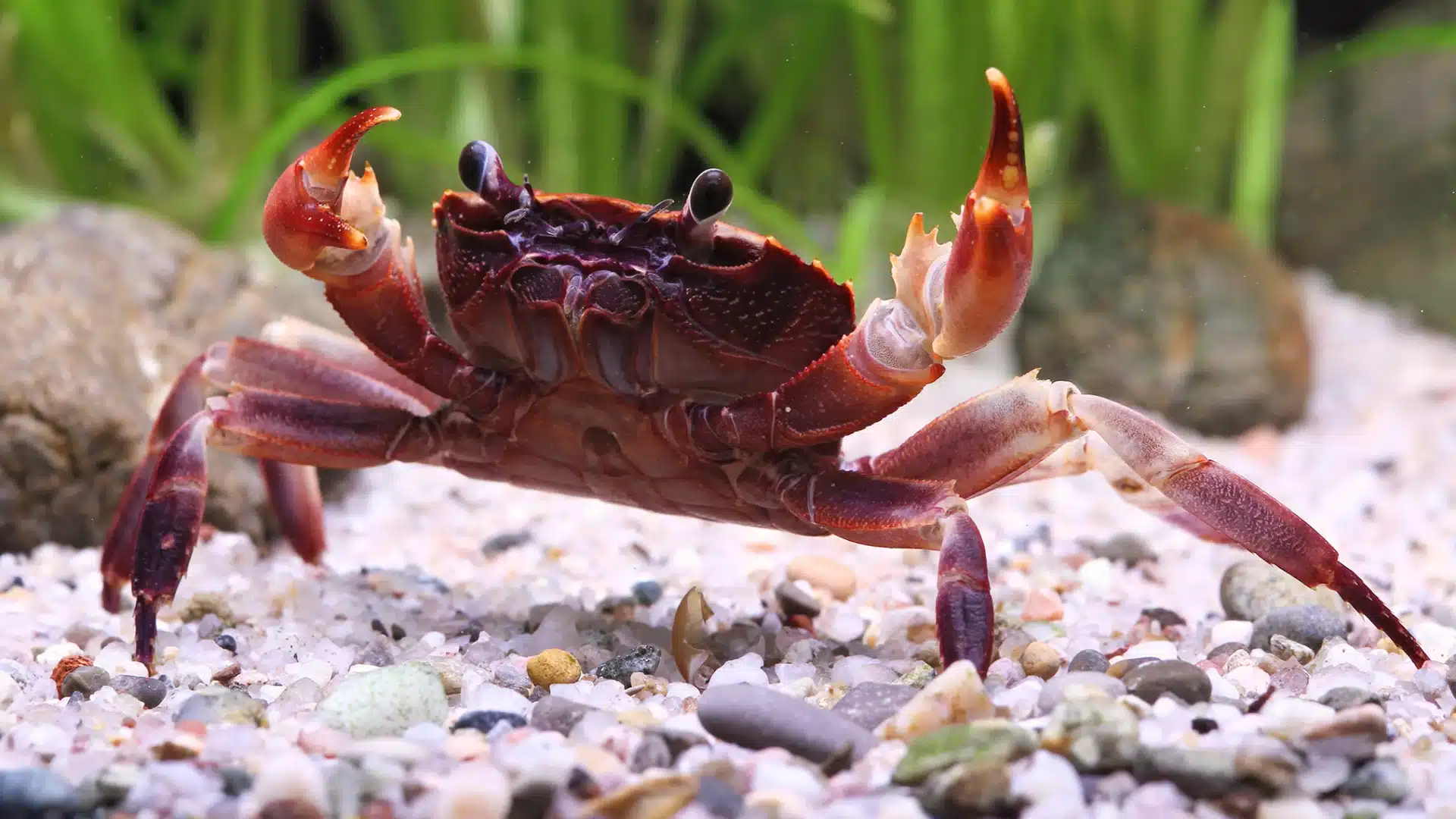 Red claw crab with raised pincers walking across sandy substrate in a planted aquarium environment