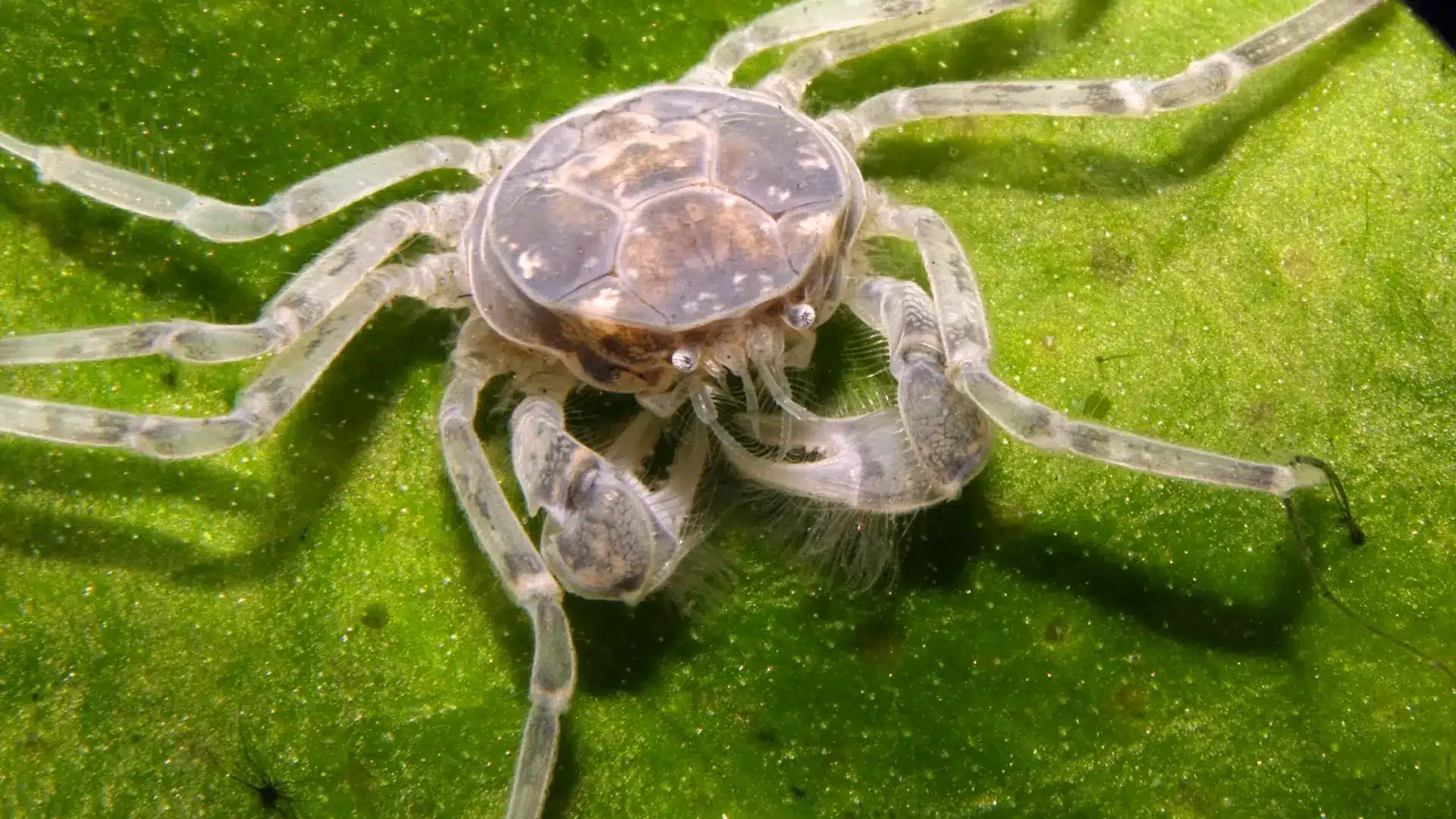 Thai micro crab on green leaf showing delicate transparent body and fine legs in macro view