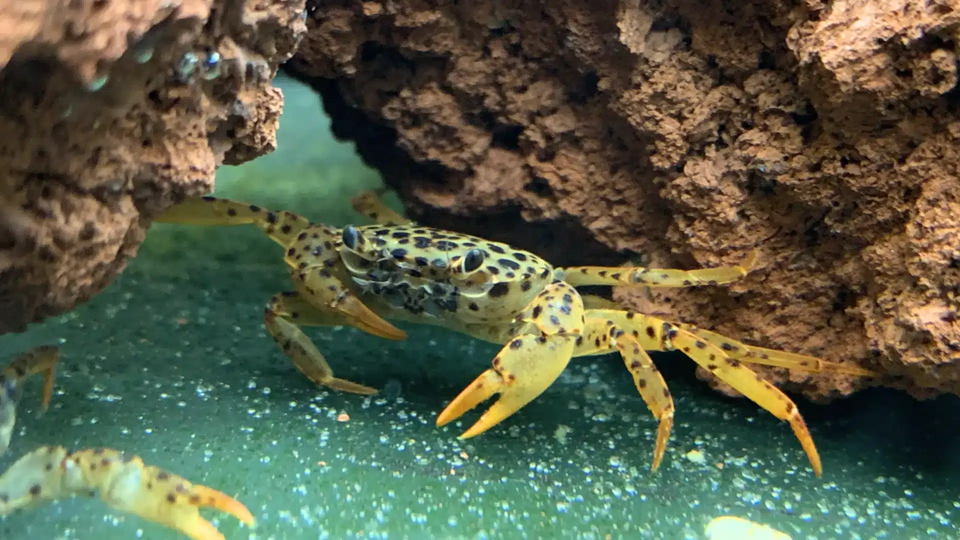 Panther crab with spotted yellow body resting under rock inside a freshwater aquarium setup