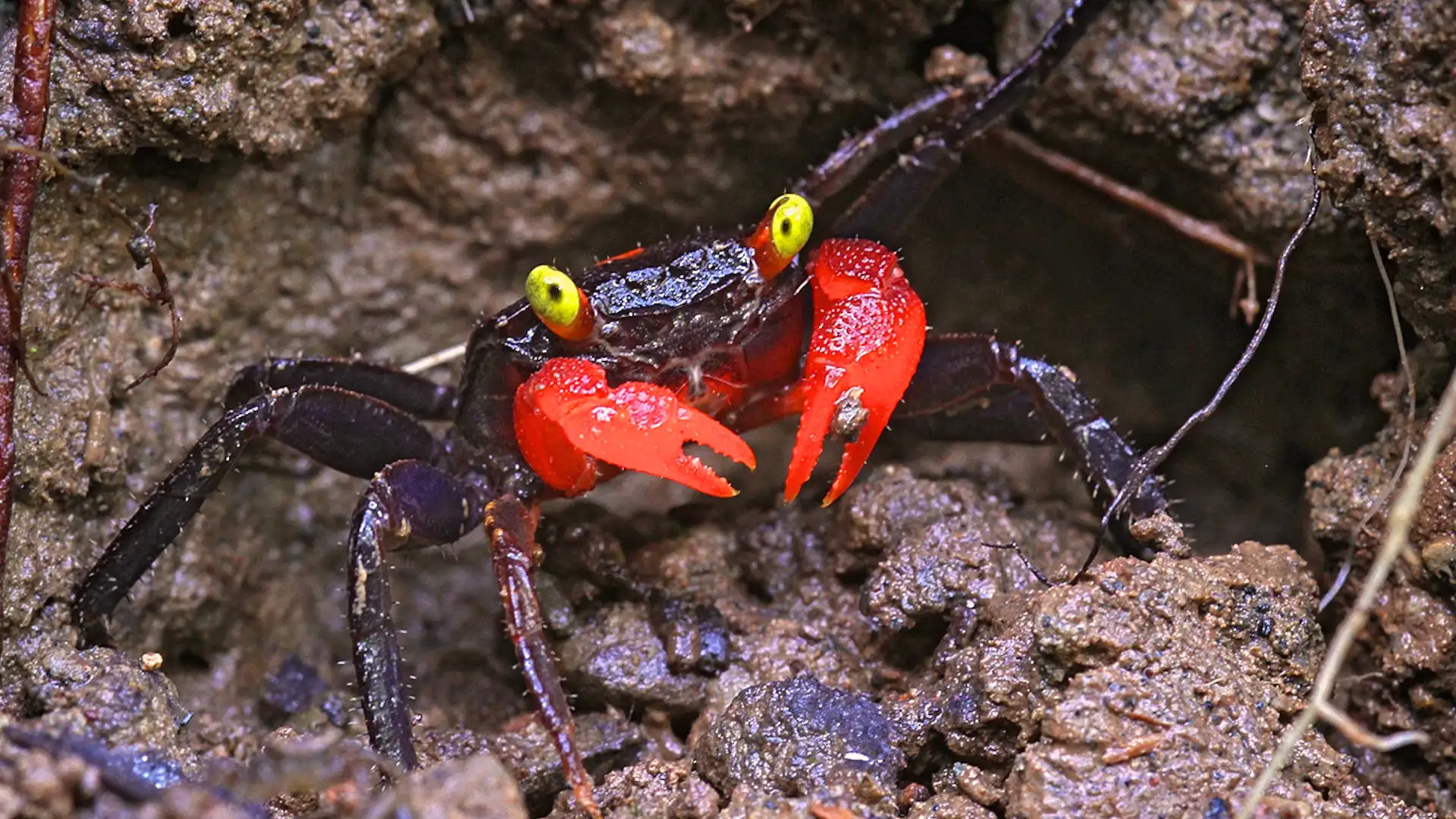Vampire crab with bright yellow eyes and red claws standing on moist soil in a natural habitat