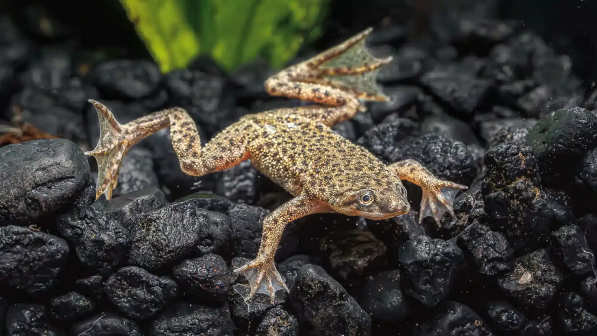 African dwarf frog crawling across black gravel with green aquatic plants in a freshwater tank