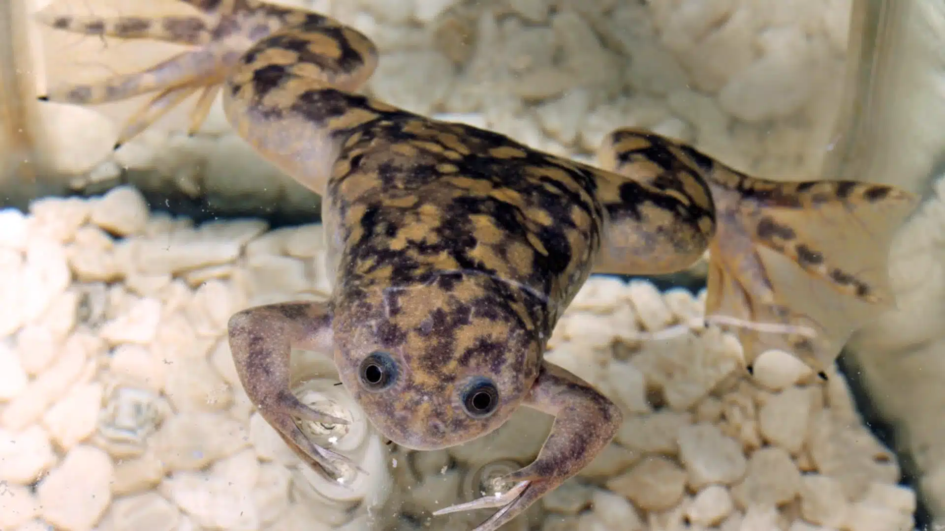 African clawed frog resting on light gravel substrate inside a clear freshwater aquarium with close-up view
