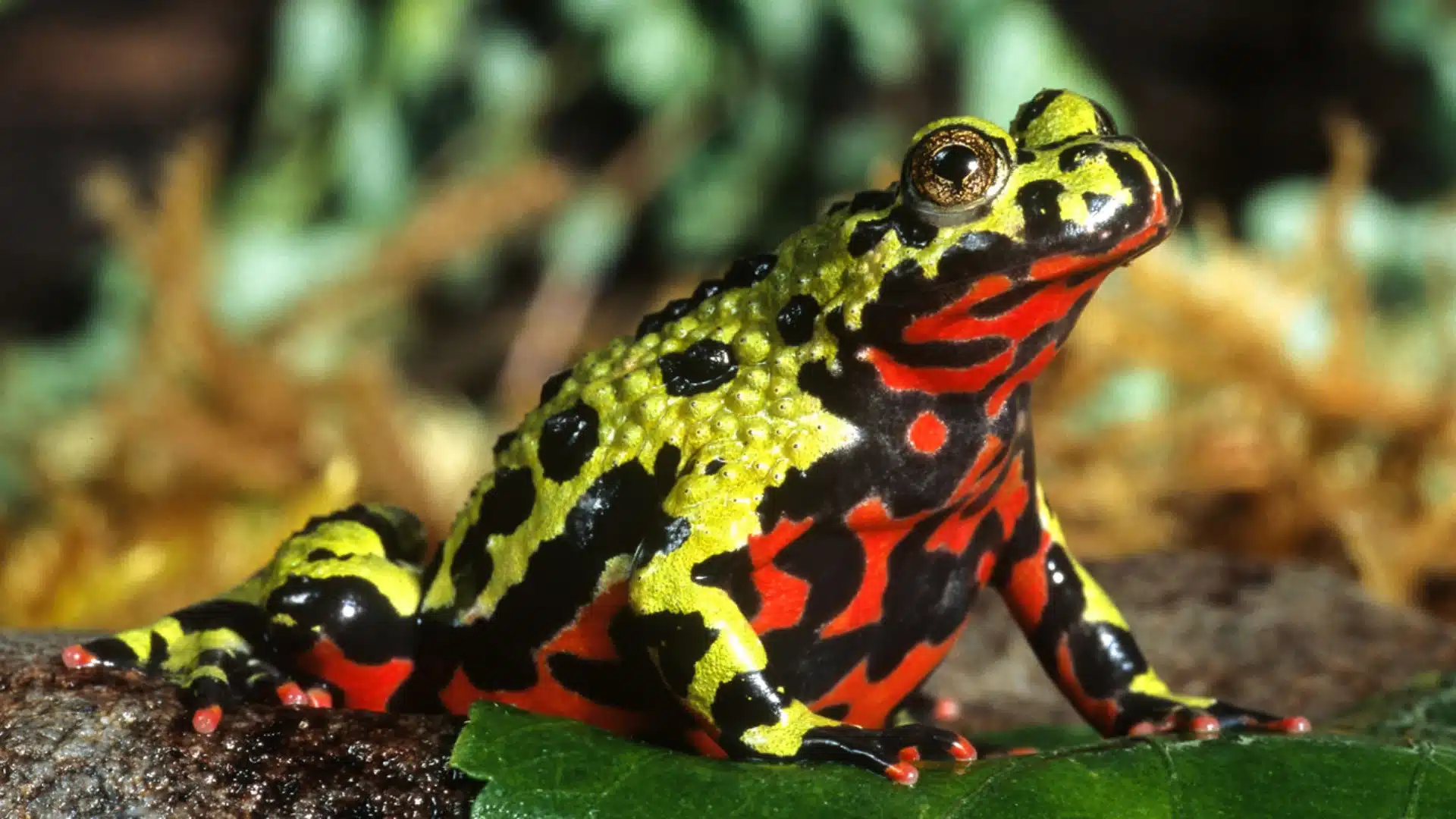 Fire-bellied toad showing bright red and black underside while resting on leaf in a natural environment
