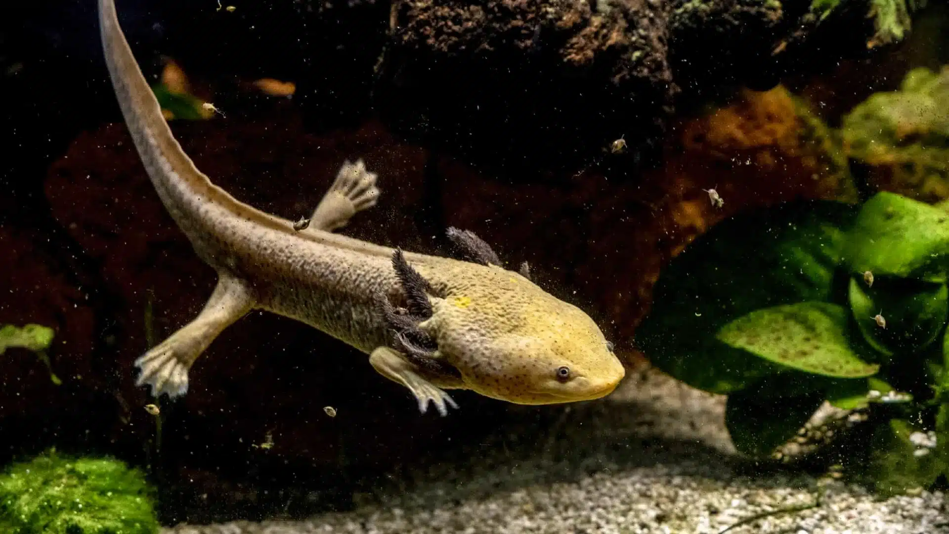 Axolotl swimming in planted aquarium with visible external gills and natural underwater habitat details