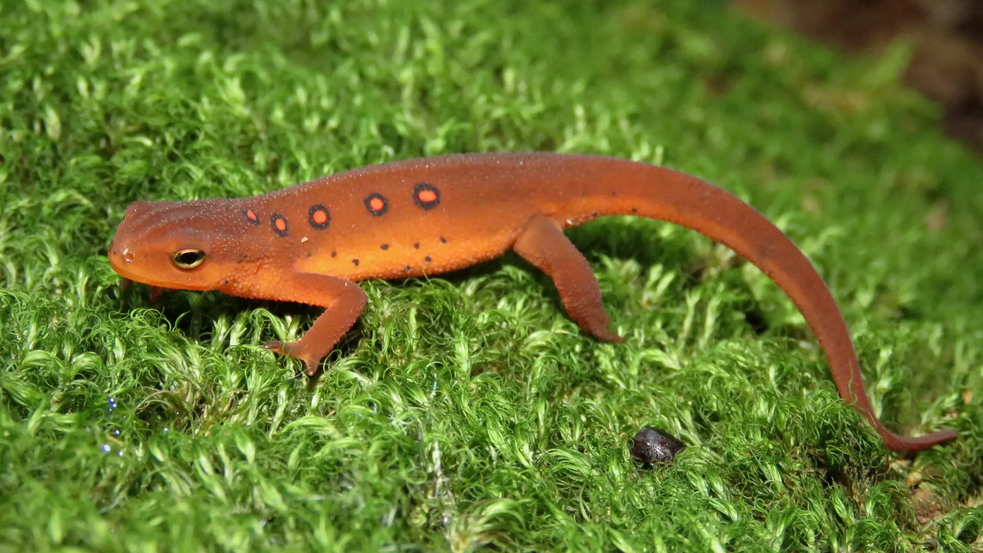Orange newt walking across green moss with smooth skin and small black spots in macro detail