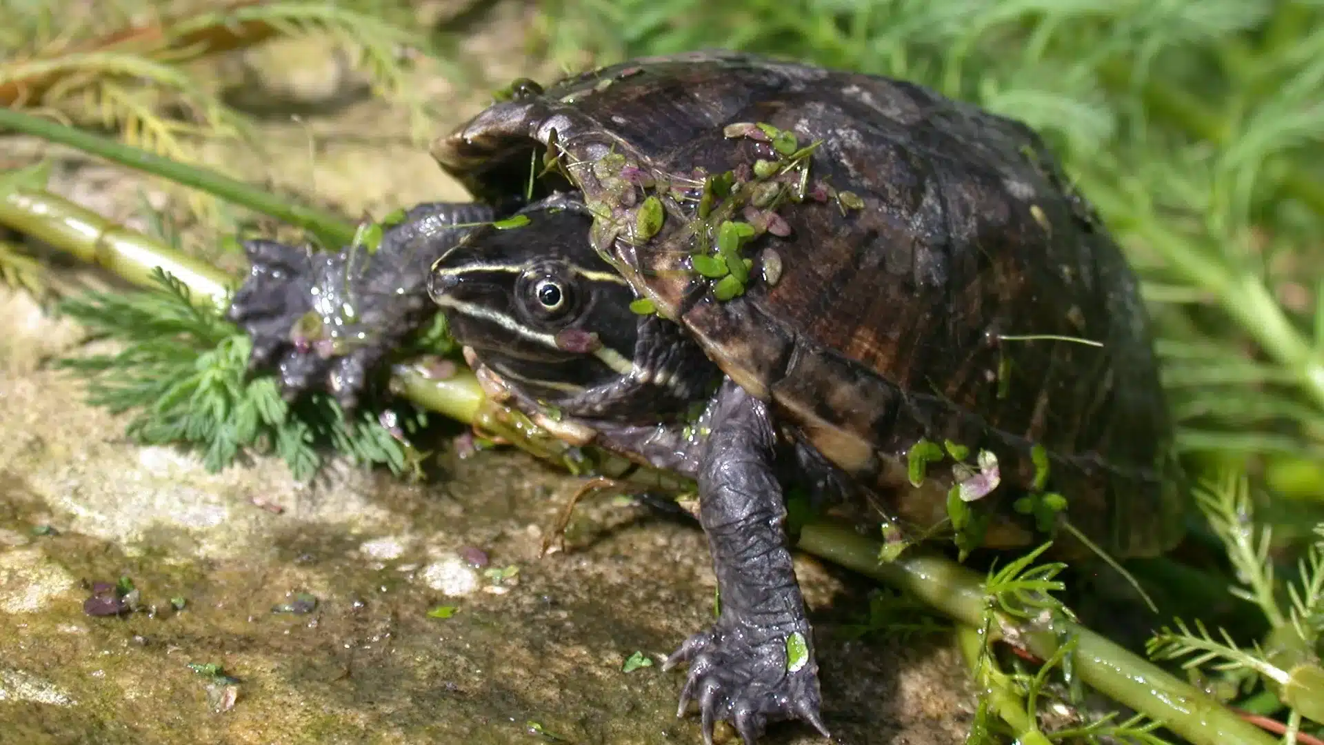 Musk turtle climbing over wet vegetation and rock surface in a shallow freshwater habitat