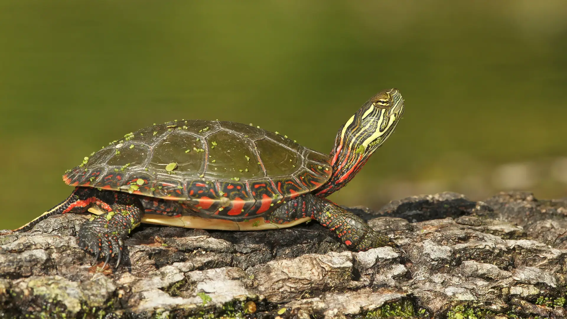 Painted turtle basking on rough log with detailed shell patterns and red markings near water