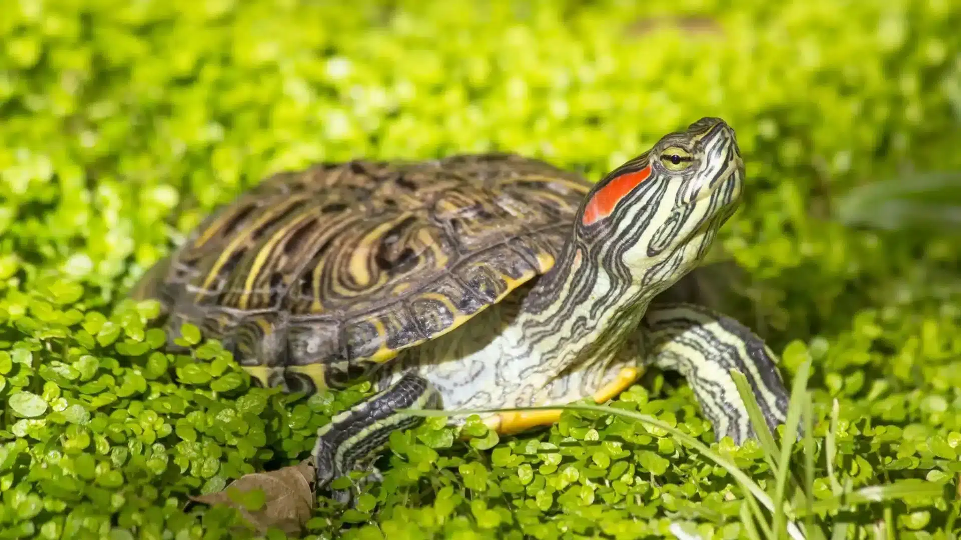 Red-eared slider turtle resting on green aquatic plants with visible red stripe behind eye