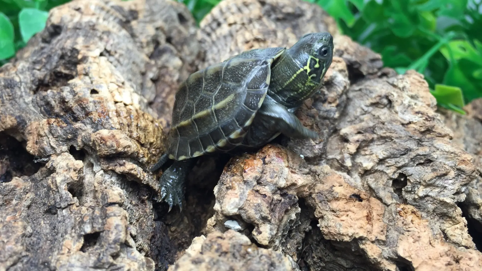 Reeves turtle perched on textured driftwood with natural aquarium background and soft lighting