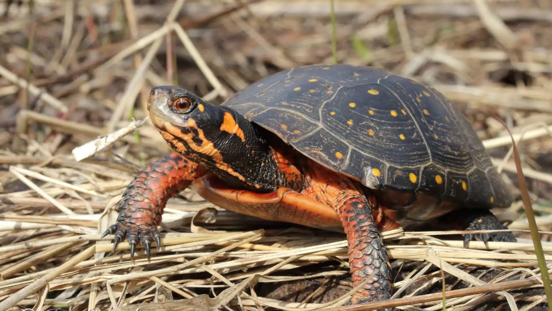 Spotted turtle on dry grass showing black shell with yellow spots in a natural outdoor setting