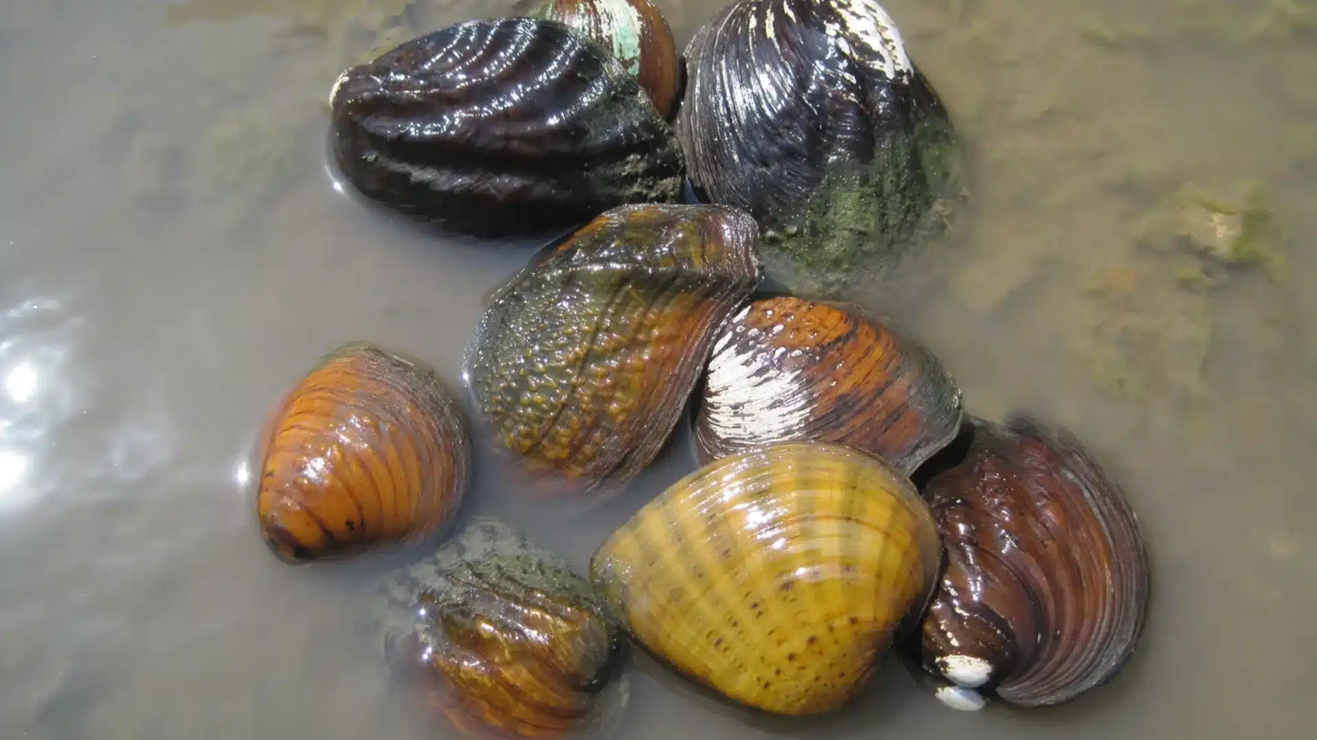 Freshwater clams resting partially submerged in shallow muddy water with smooth textured shells