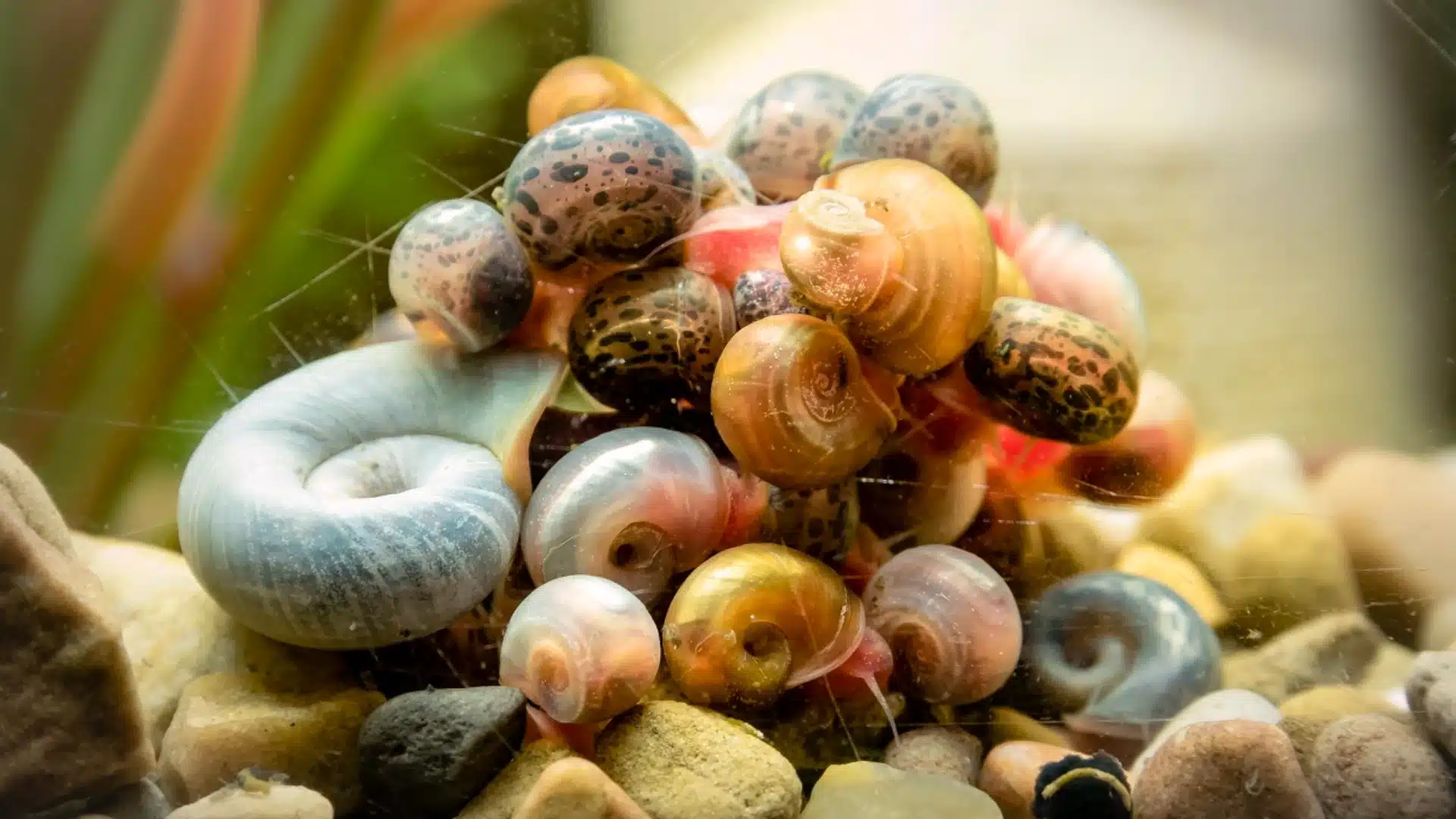 Cluster of aquatic snail eggs and small snails gathered on pebbles with visible shells and soft bodies