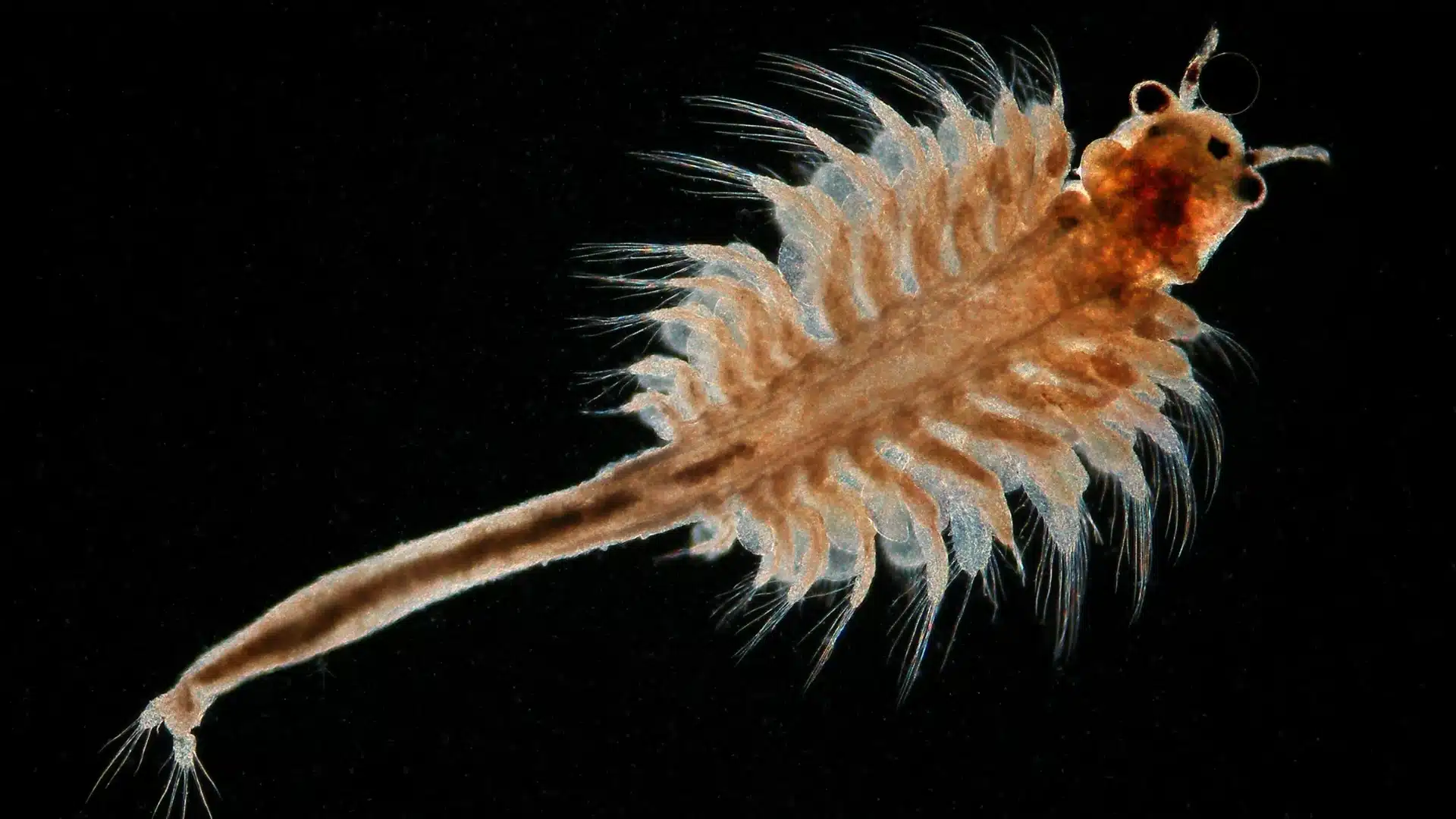Brine shrimp also known as sea monkeys swimming against dark background with fine limb details visible
