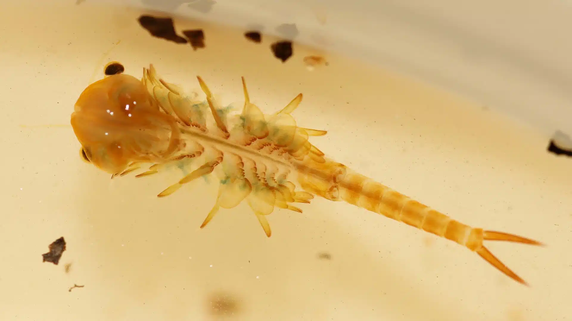 Fairy shrimp swimming in clear water with elongated body and delicate appendages visible in macro view