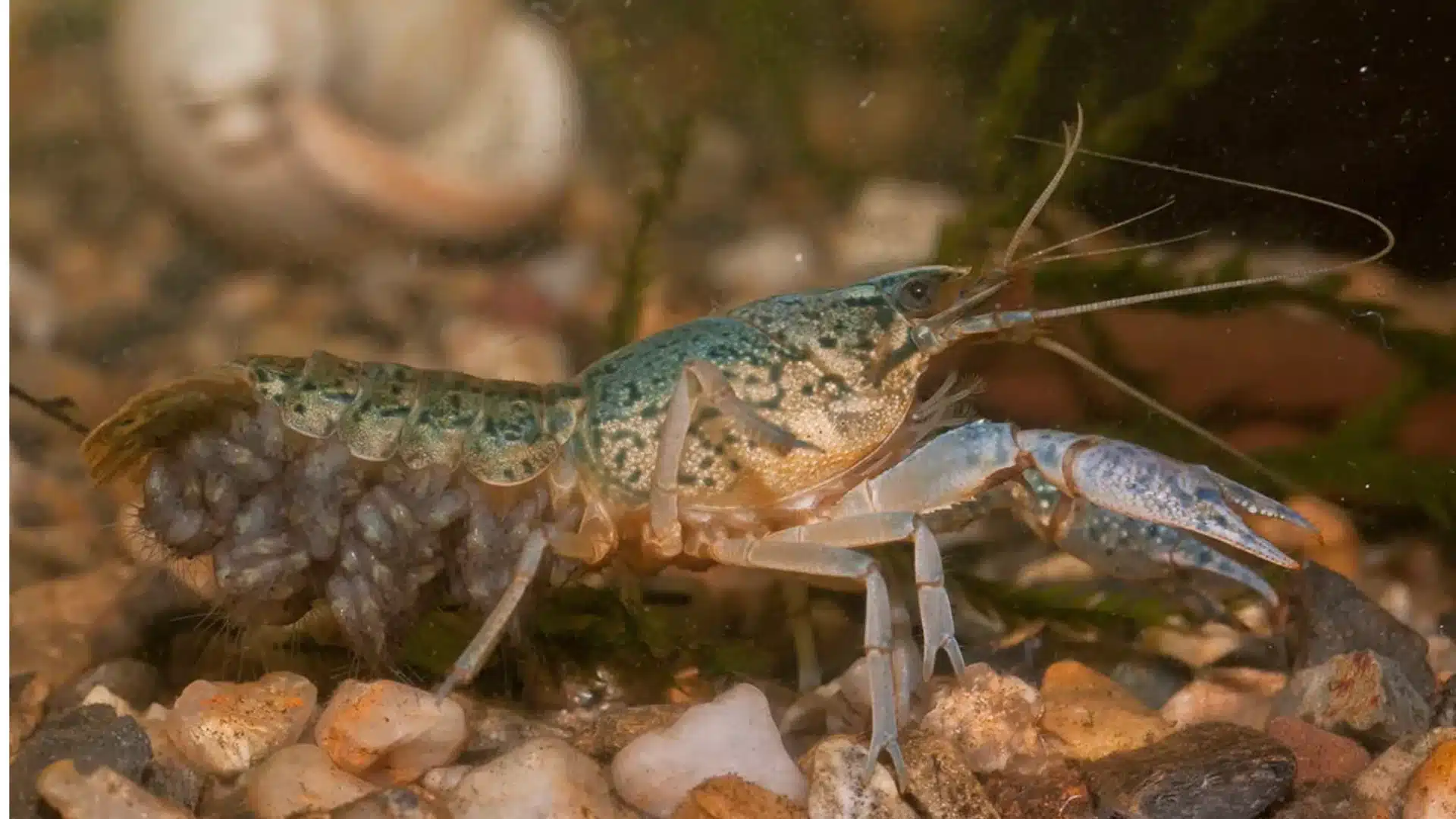 Marbled crayfish carrying eggs under its tail while standing on gravel in a freshwater aquarium