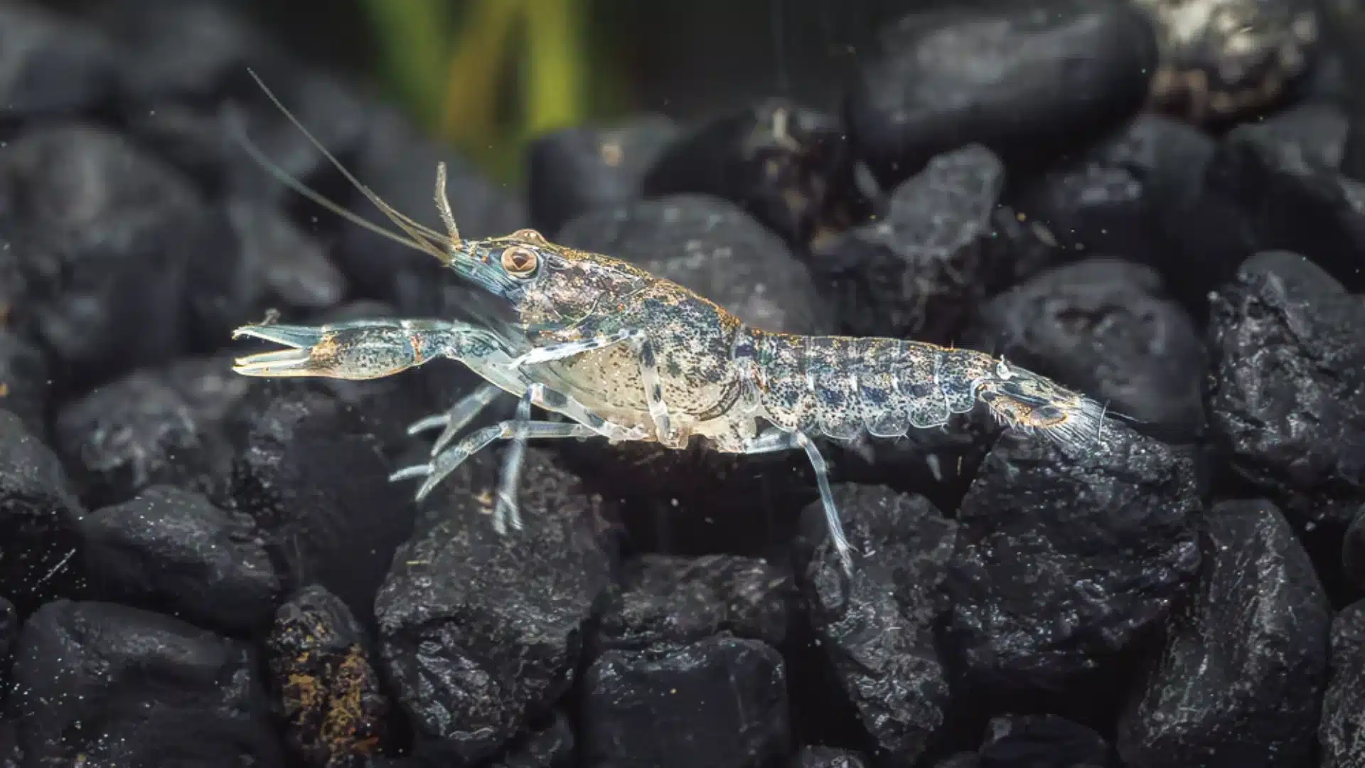 Small dwarf crayfish standing on dark gravel substrate with extended claws in aquarium setting