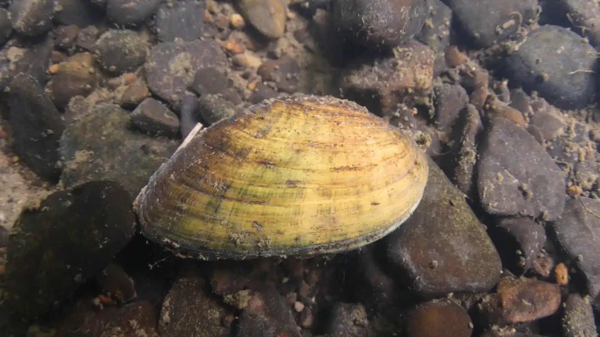 Single freshwater mussel lying on rocky substrate underwater with natural sediment and pebbles around