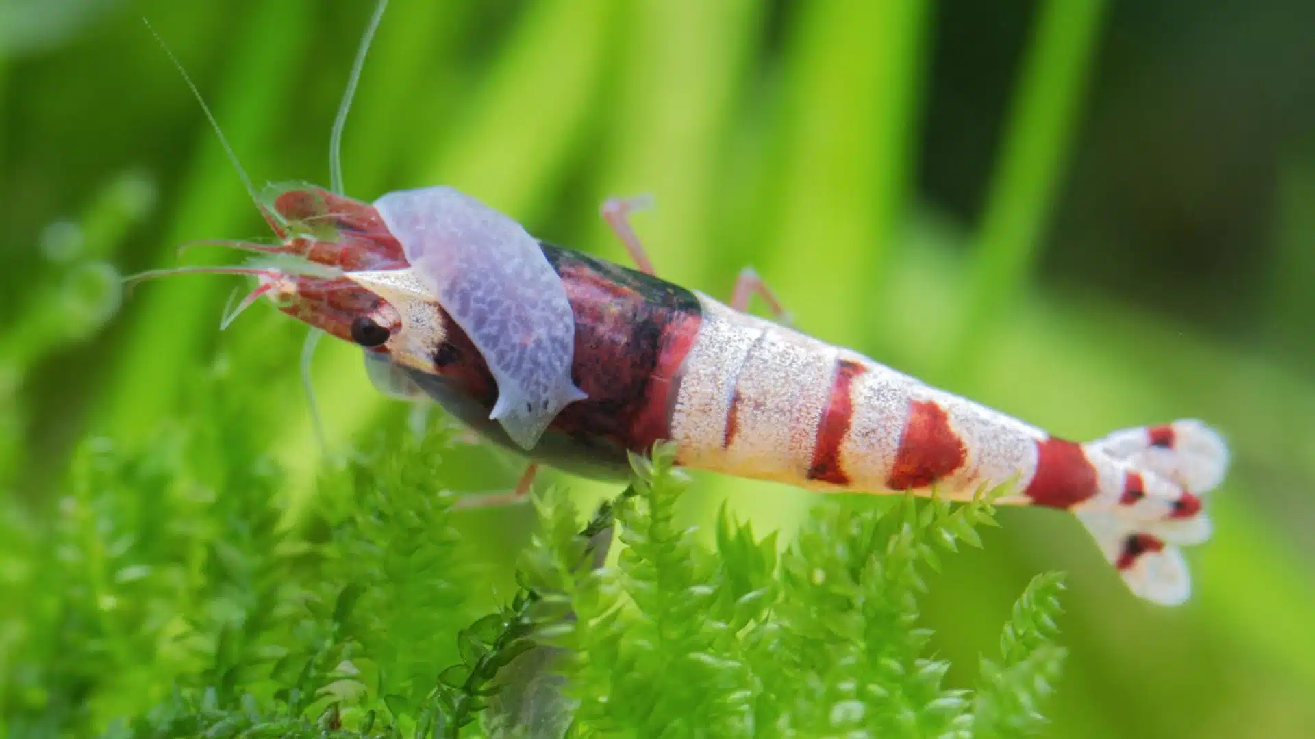Red and white freshwater shrimp with a translucent planarian flatworm attached on its back in a planted aquarium