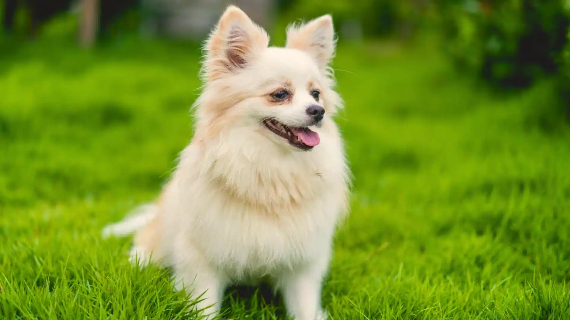 Small long haired Chihuahua dog sitting on lush green grass outdoors, fluffy coat with tongue slightly out
