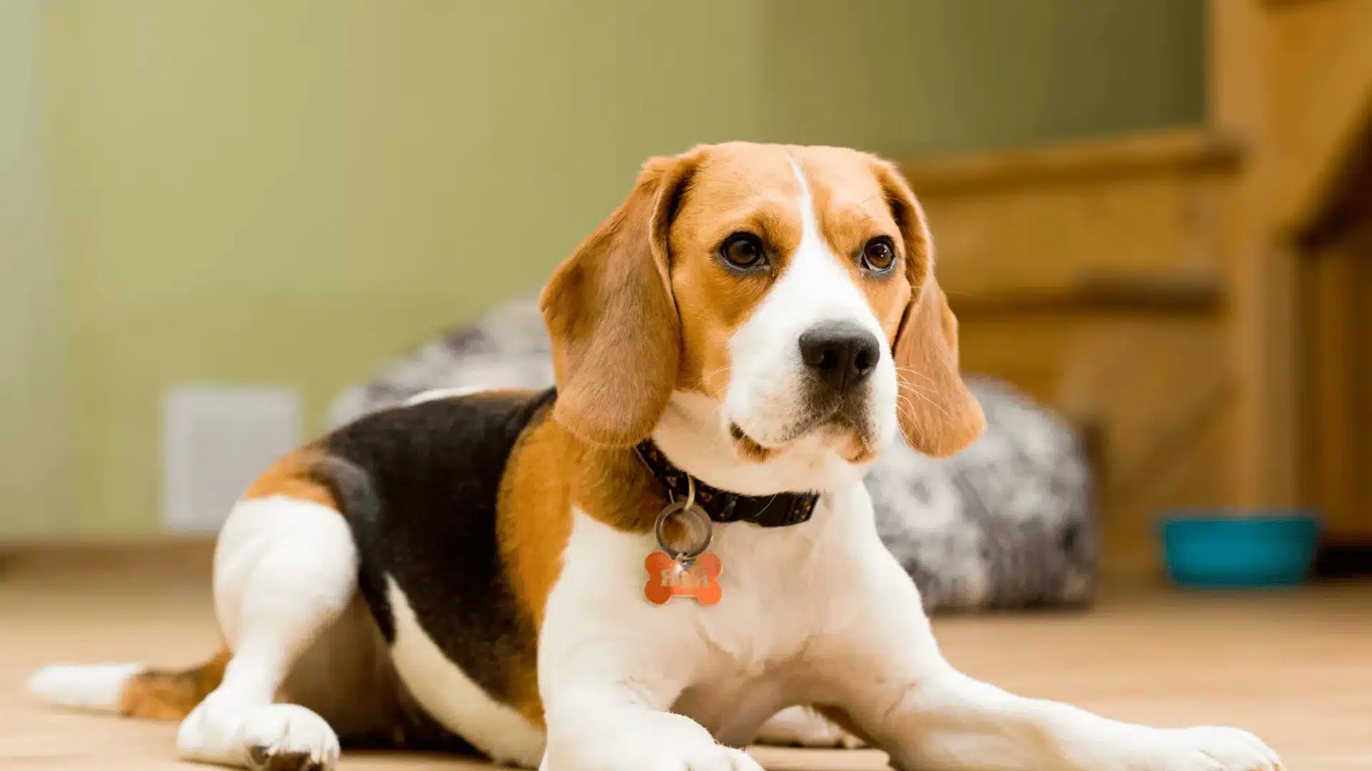 Beagle dog lying indoors on wooden floor wearing collar, looking alert near pet bed and home interior background