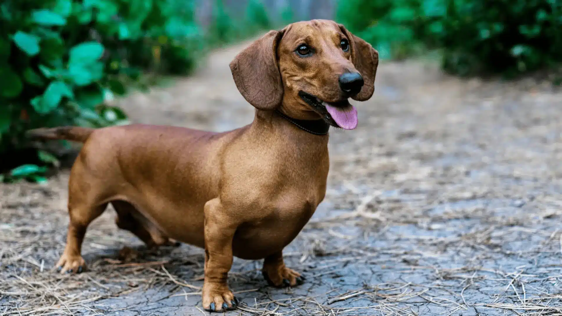 Dachshund dog standing on dirt path outdoors, long body and short legs with alert expression in forest trail