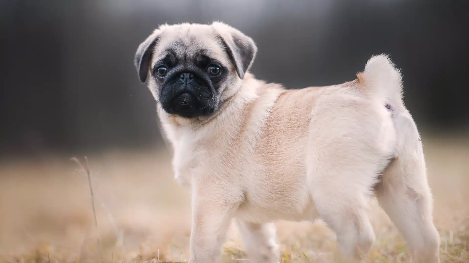 Pug dog standing outdoors on dry grass, small fawn colored body with black face and curious expression