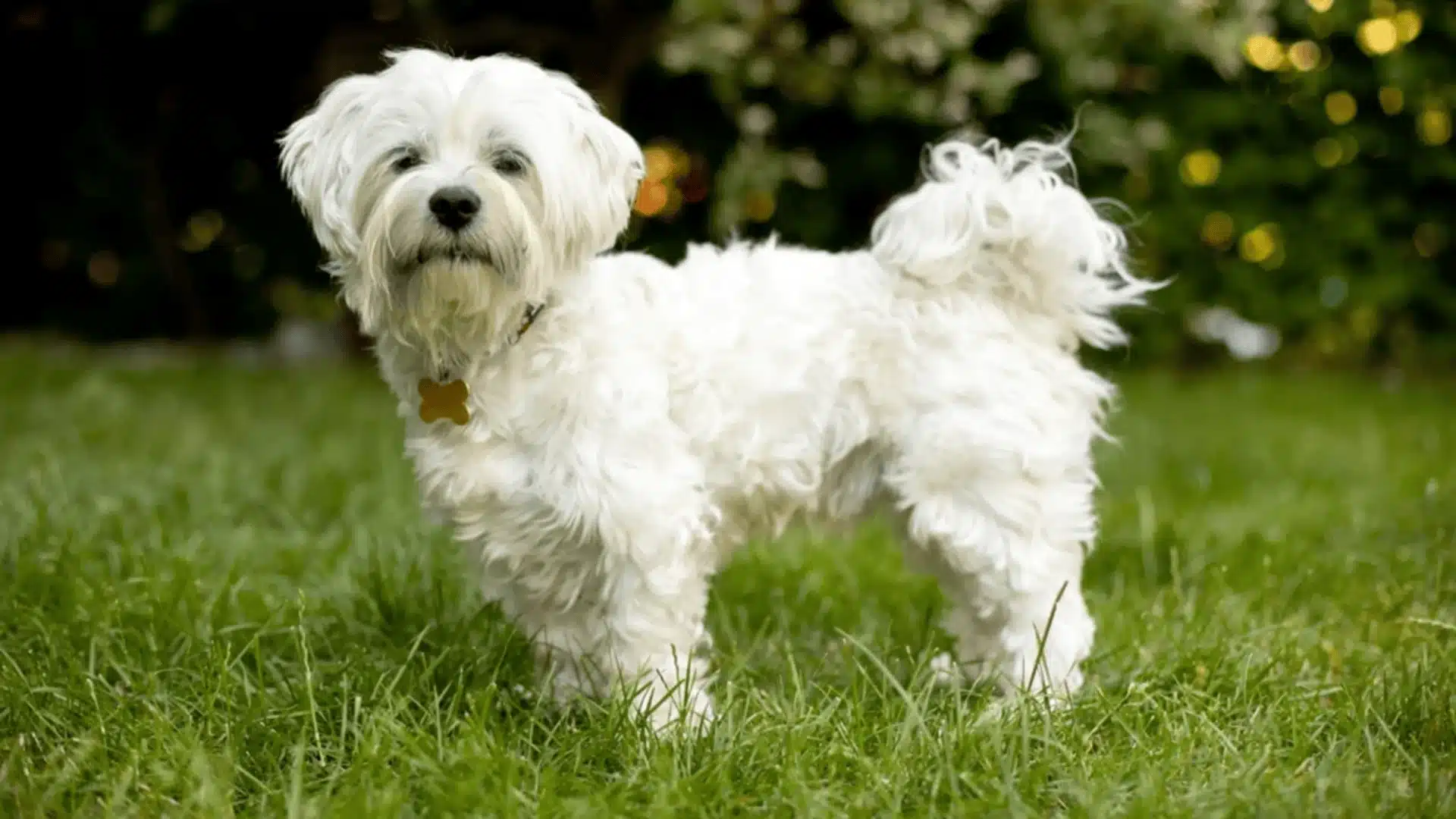 Maltese dog standing on grass outdoors, fluffy white coat with tail raised and calm expression in garden