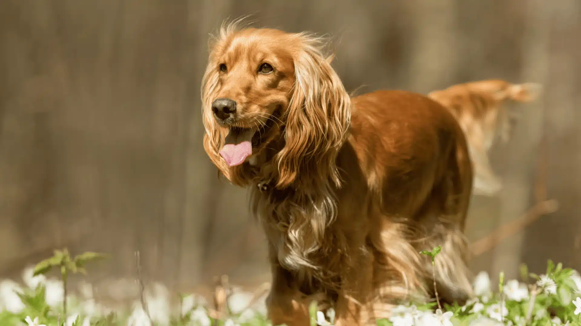 Cocker Spaniel dog standing outdoors in natural setting, long ears flowing with tongue out and warm sunlight