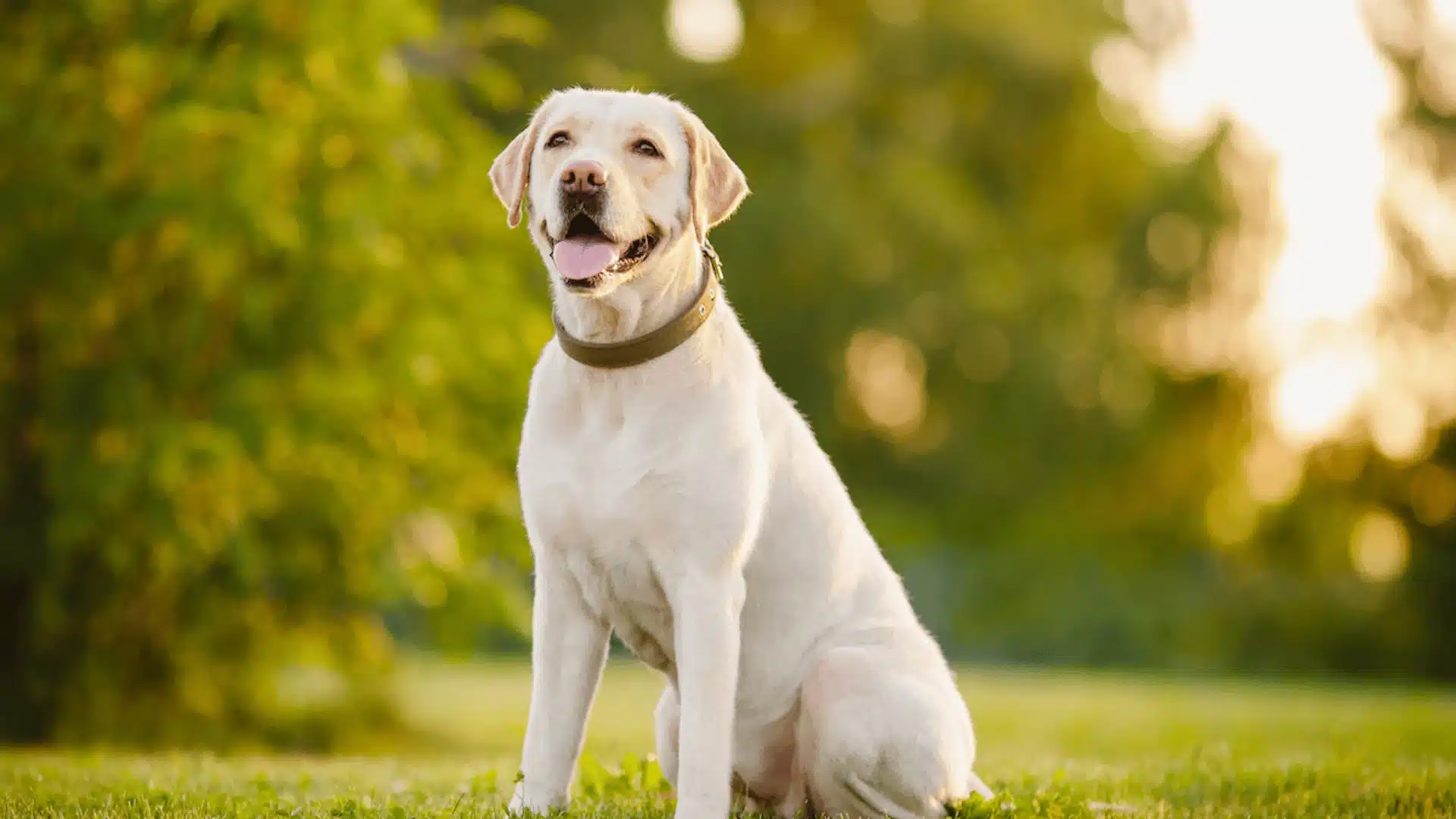 Labrador Retriever sitting on green grass outdoors, happy expression with tongue out in bright sunny park