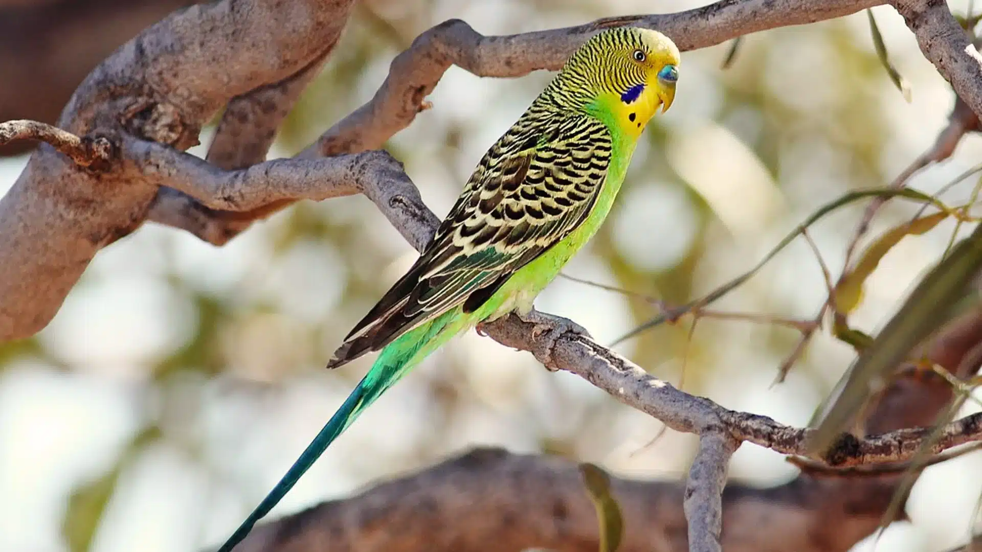 Green and yellow budgerigar perched on a tree branch showing detailed feather patterns in a natural outdoor setting