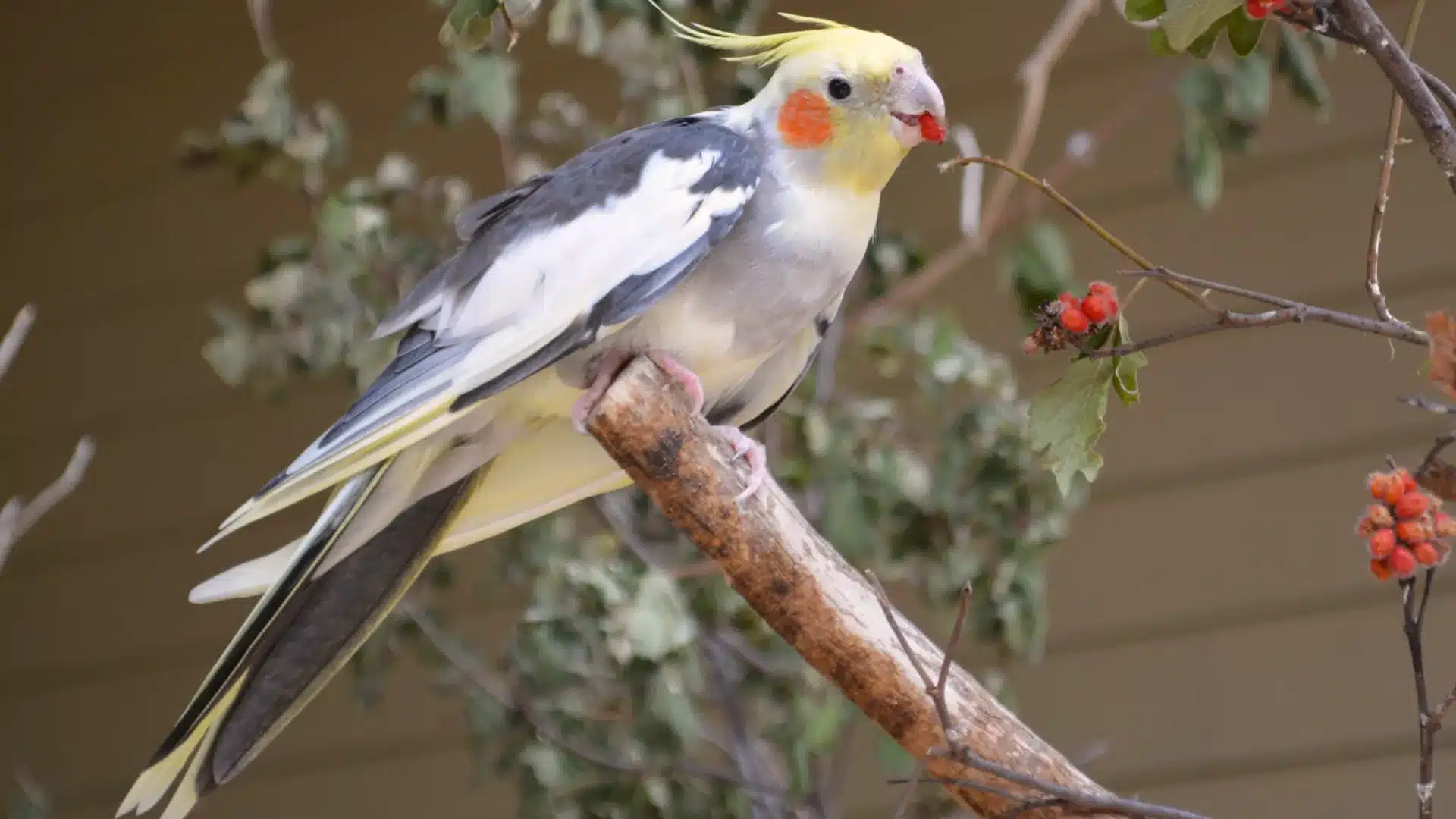 Cockatiel with yellow crest and orange cheek patches perched on branch holding food with natural background