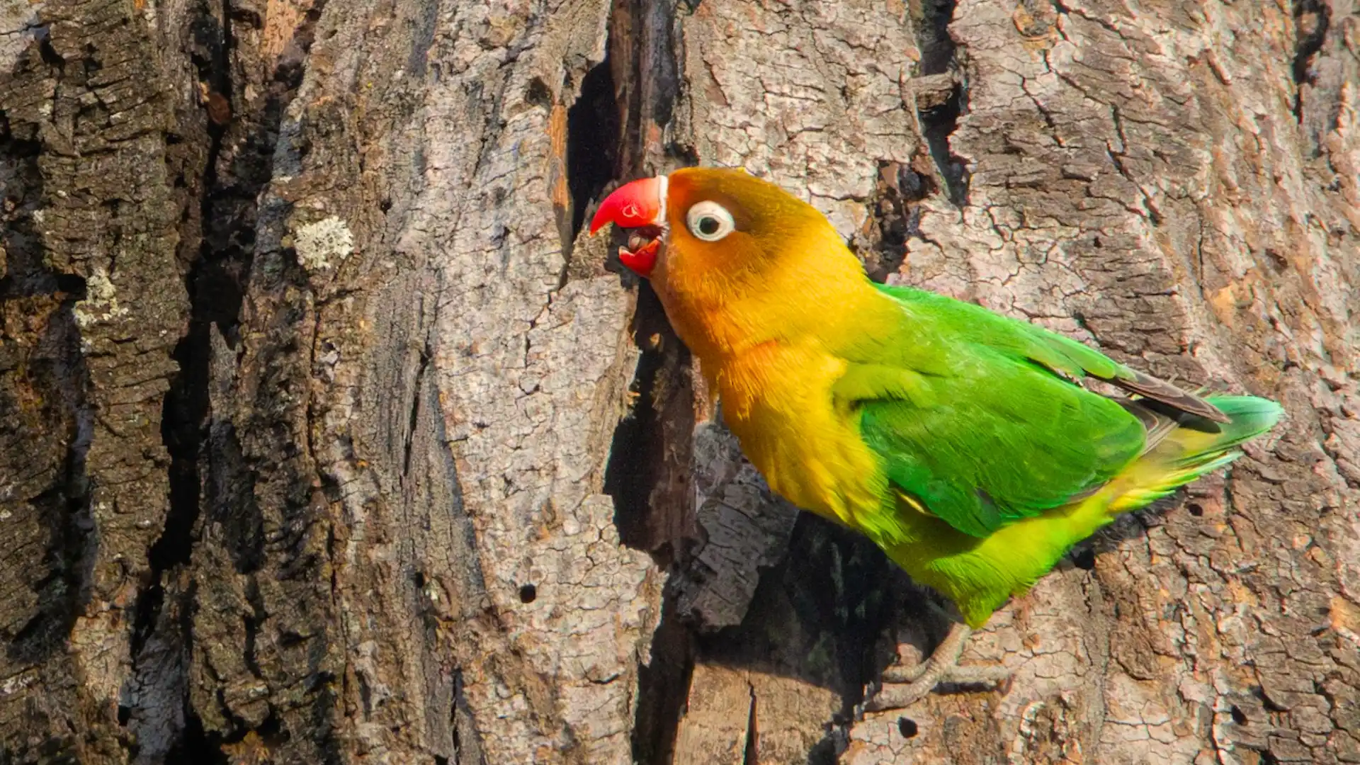 Colorful lovebird with green body and orange face clinging to tree bark with bright sunlight and textured wood
