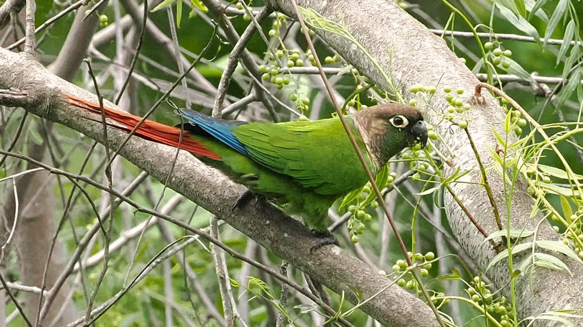 Green cheeked conure with red tail and brown head perched on branch surrounded by green leaves and berries