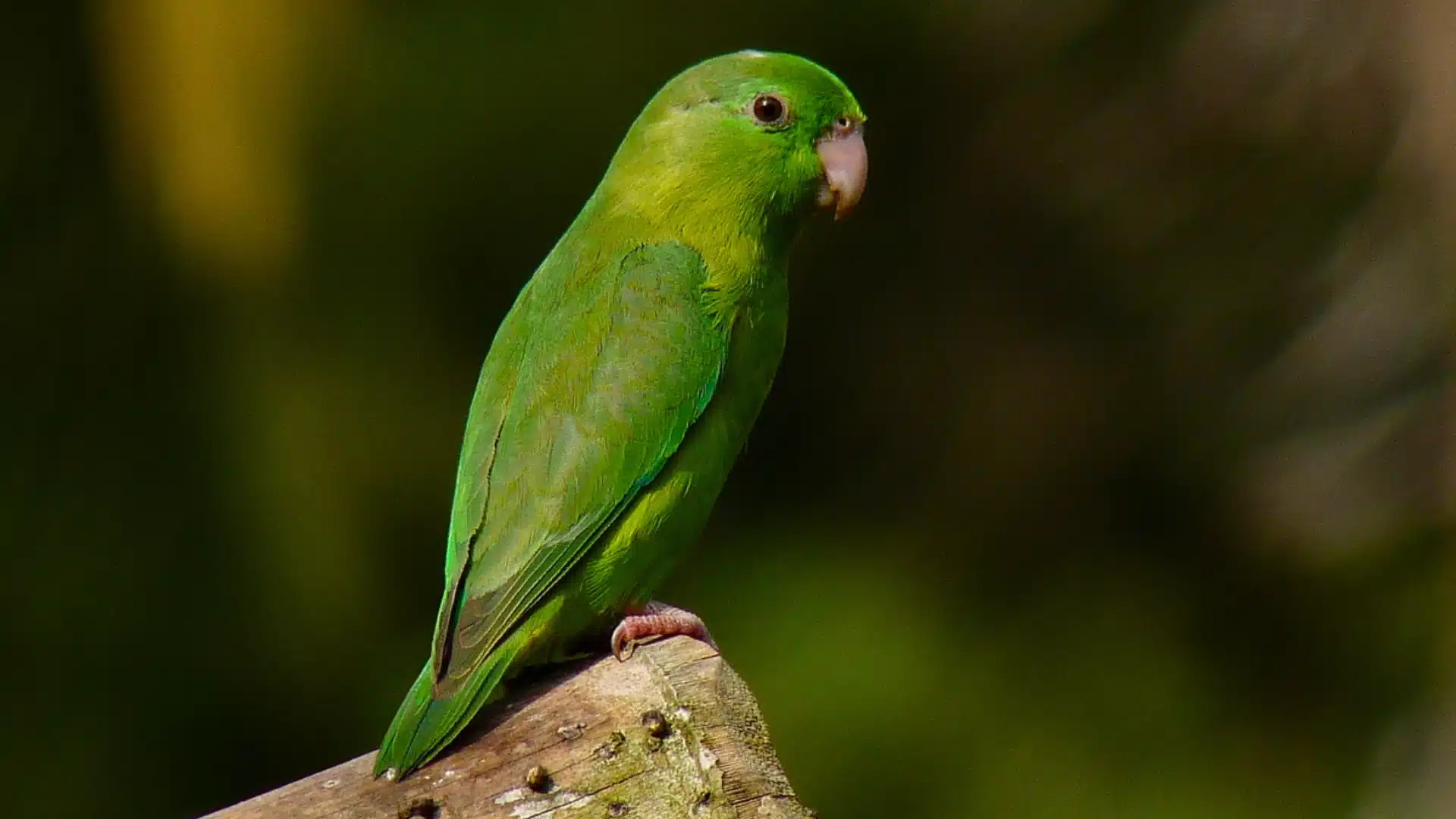Small green parrotlet perched on wooden post with smooth feathers and soft natural background blur