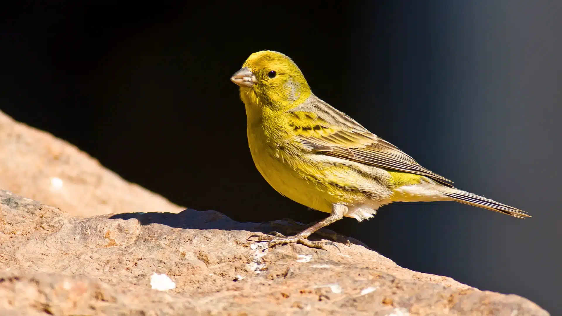 Bright yellow canary bird standing on a rock with sunlight highlighting its feathers and dark background contrast