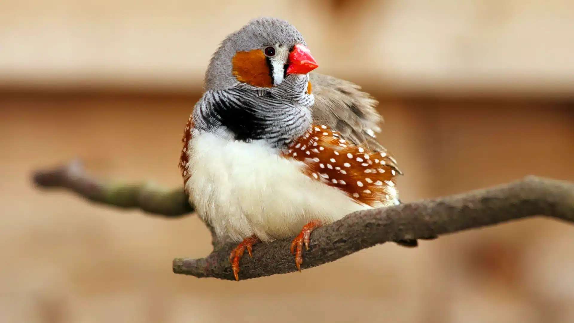 Zebra finch with orange cheek patches and striped chest perched on branch with warm indoor background