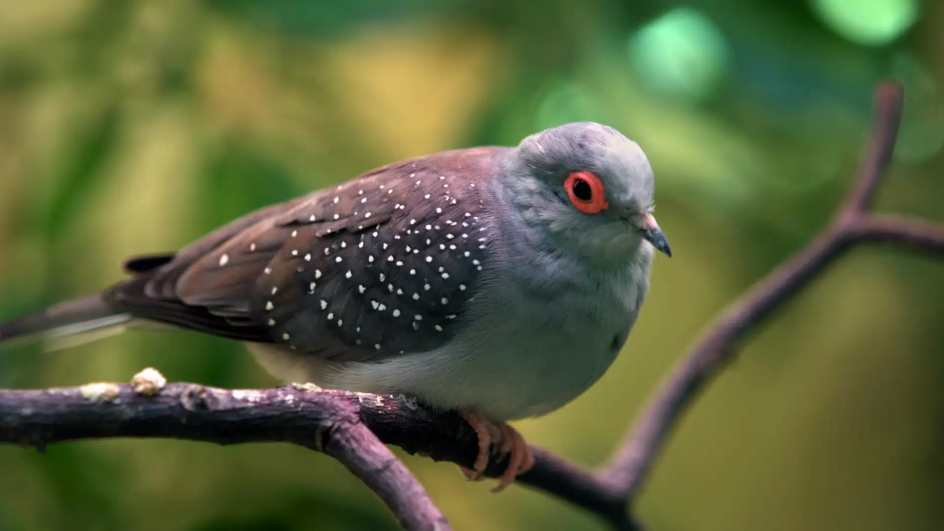 Small grey dove with spotted wings and red eye perched on thin branch with soft green blurred background