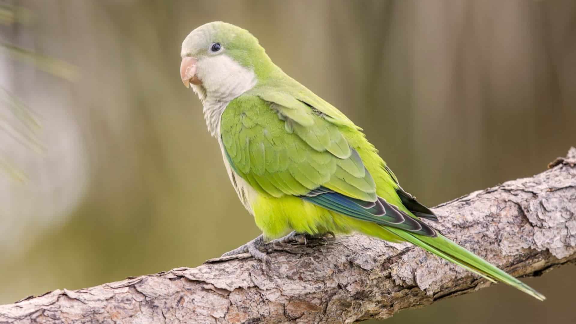 Quaker parrot with light green body and grey face perched on branch showing soft feather texture outdoors