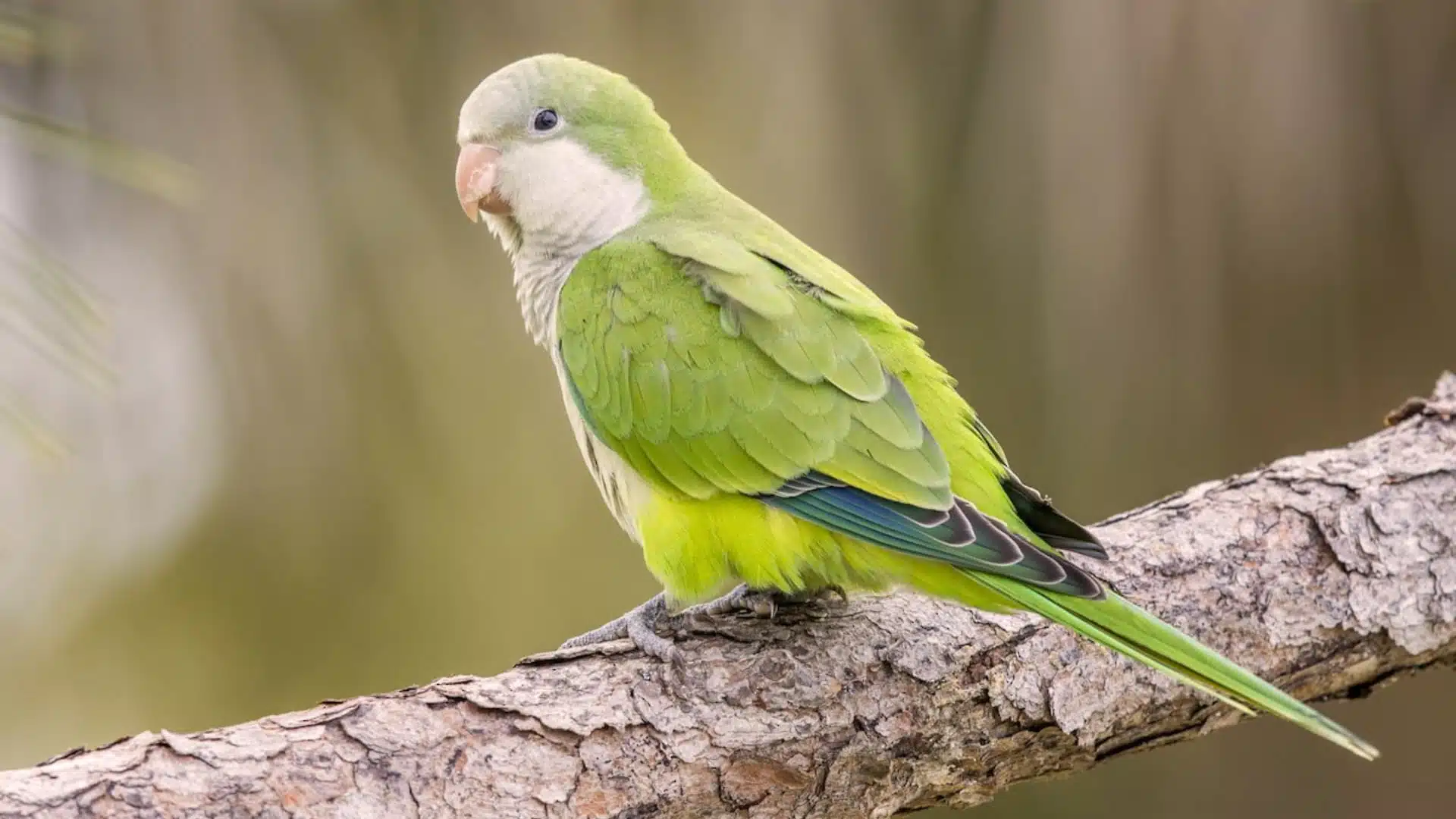 Quaker parrot with light green body and grey face perched on branch showing soft feather texture outdoors