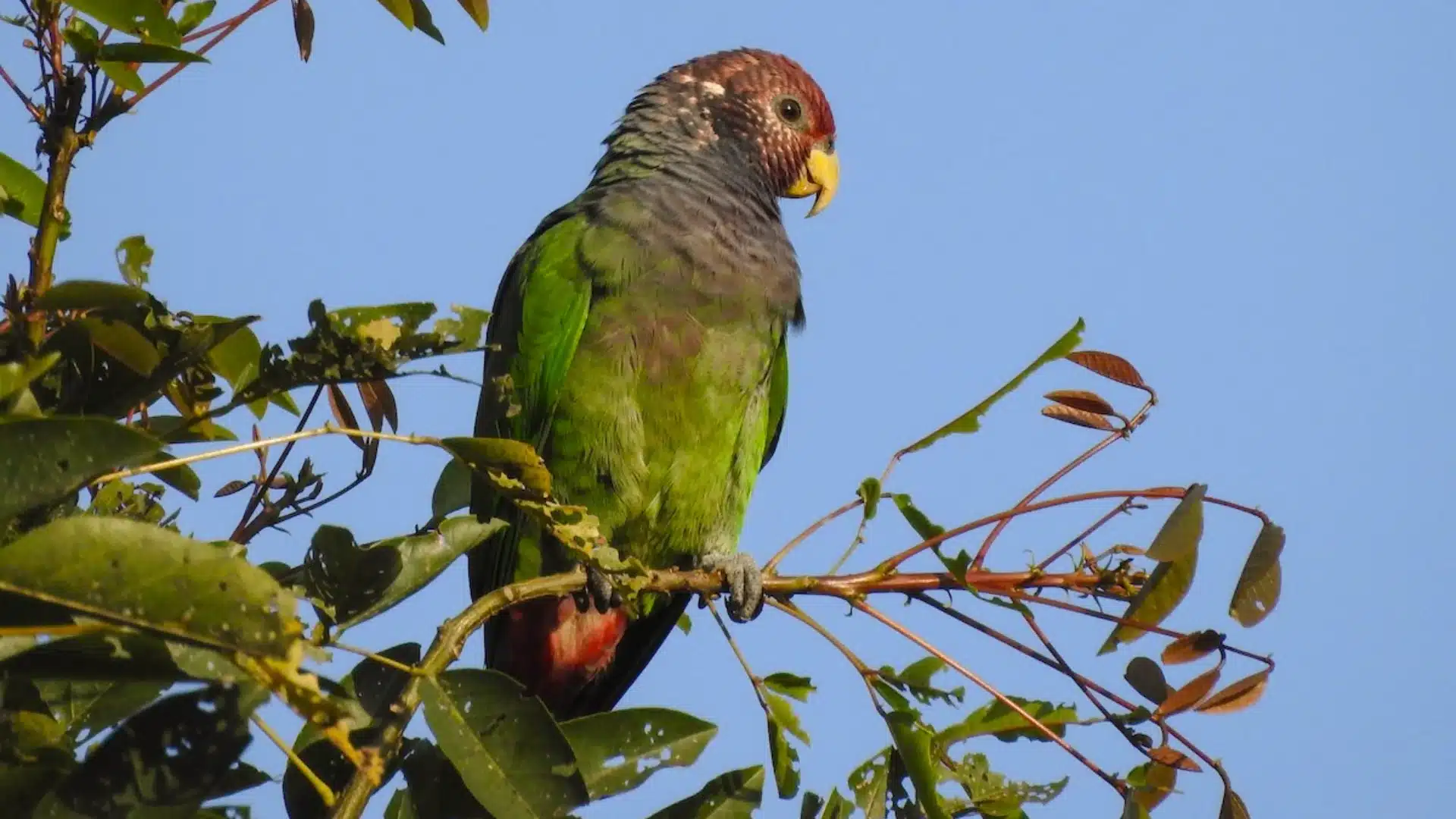 Pionus parrot with mixed green and blue feathers perched on branch with natural light and leafy background