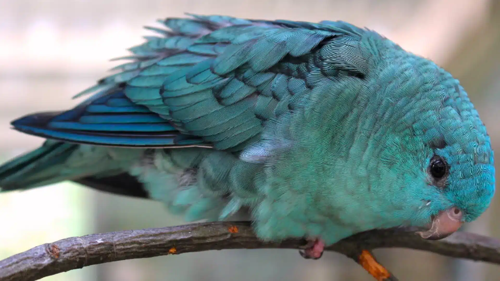 Blue lineolated parakeet resting on branch with fluffed feathers showing calm and relaxed posture indoors