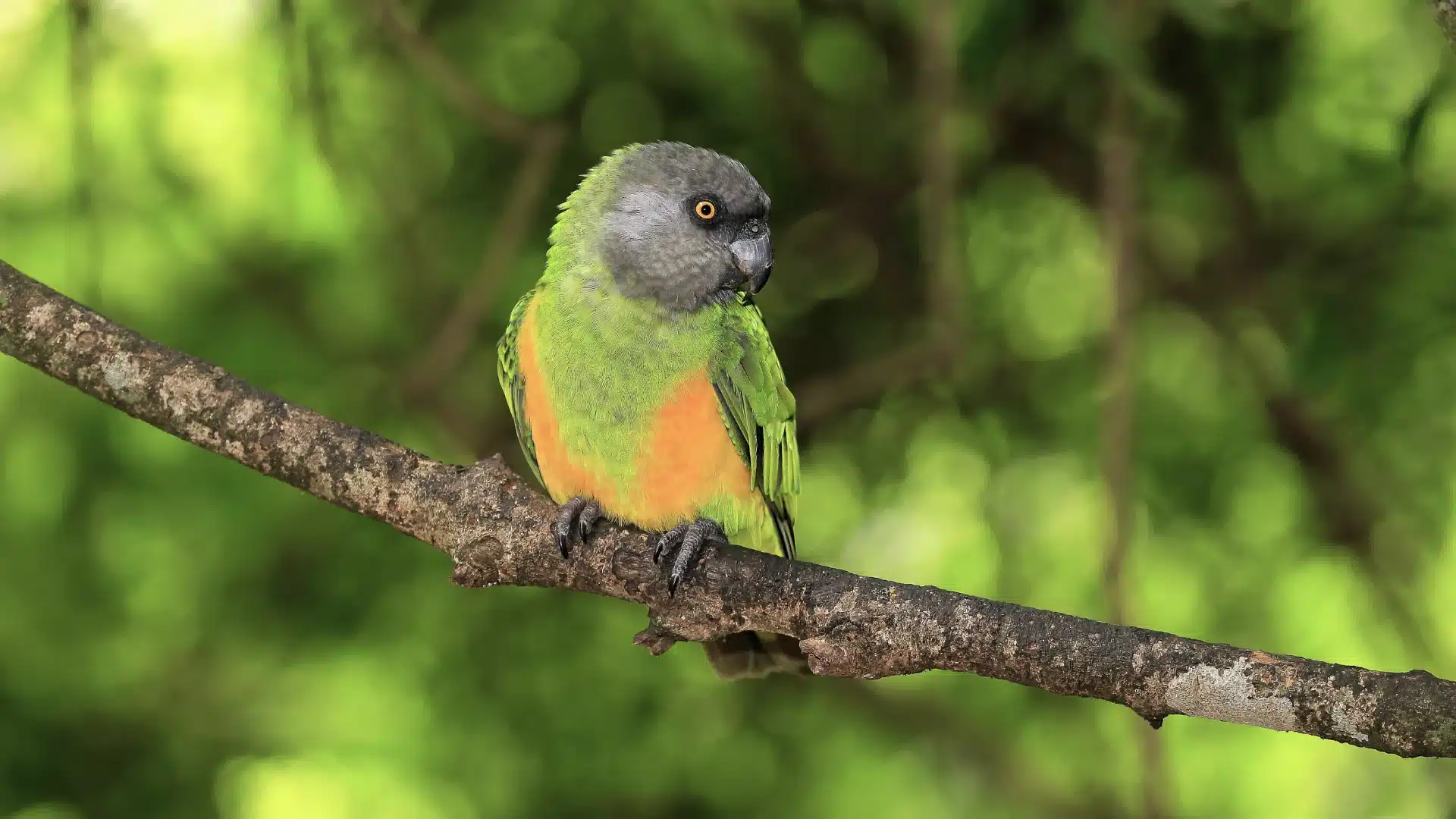 Senegal parrot with grey head and orange chest perched on branch with bright green forest background